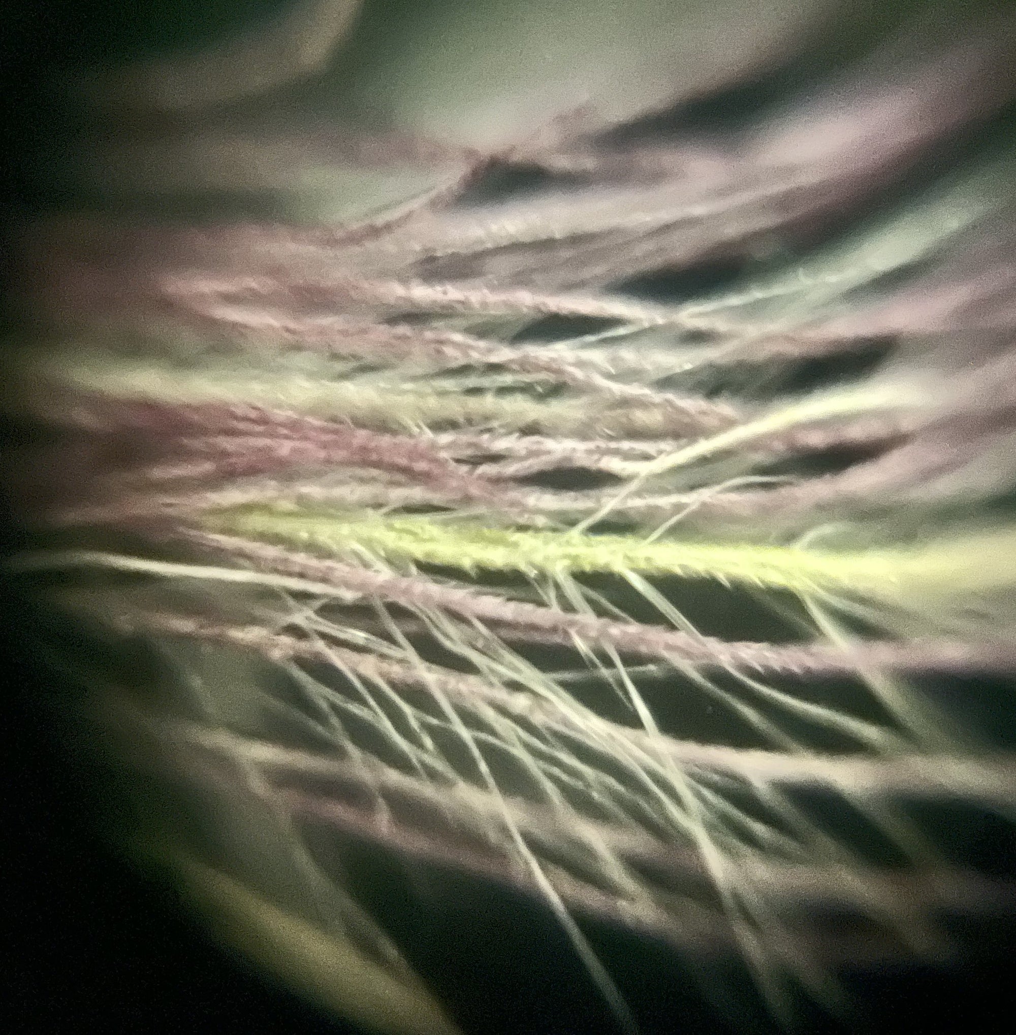 Foldscope Explores... The Secrets of the Seeds