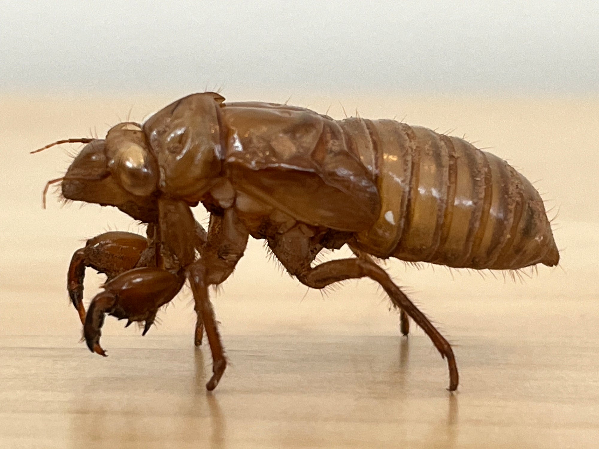 Foldscope Explores... Cicadas!