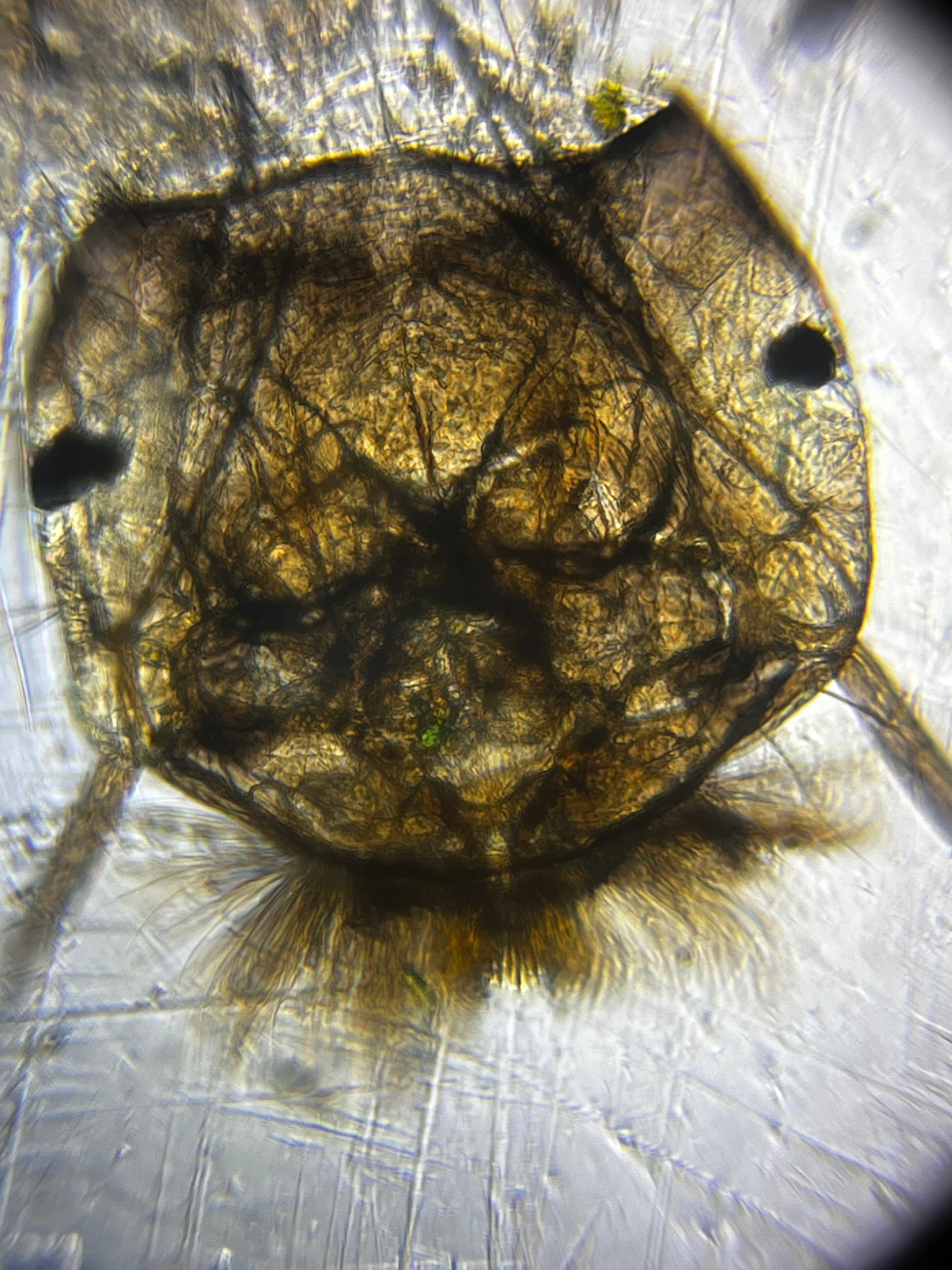 Foldscope Explores... Mosquito Larvae!