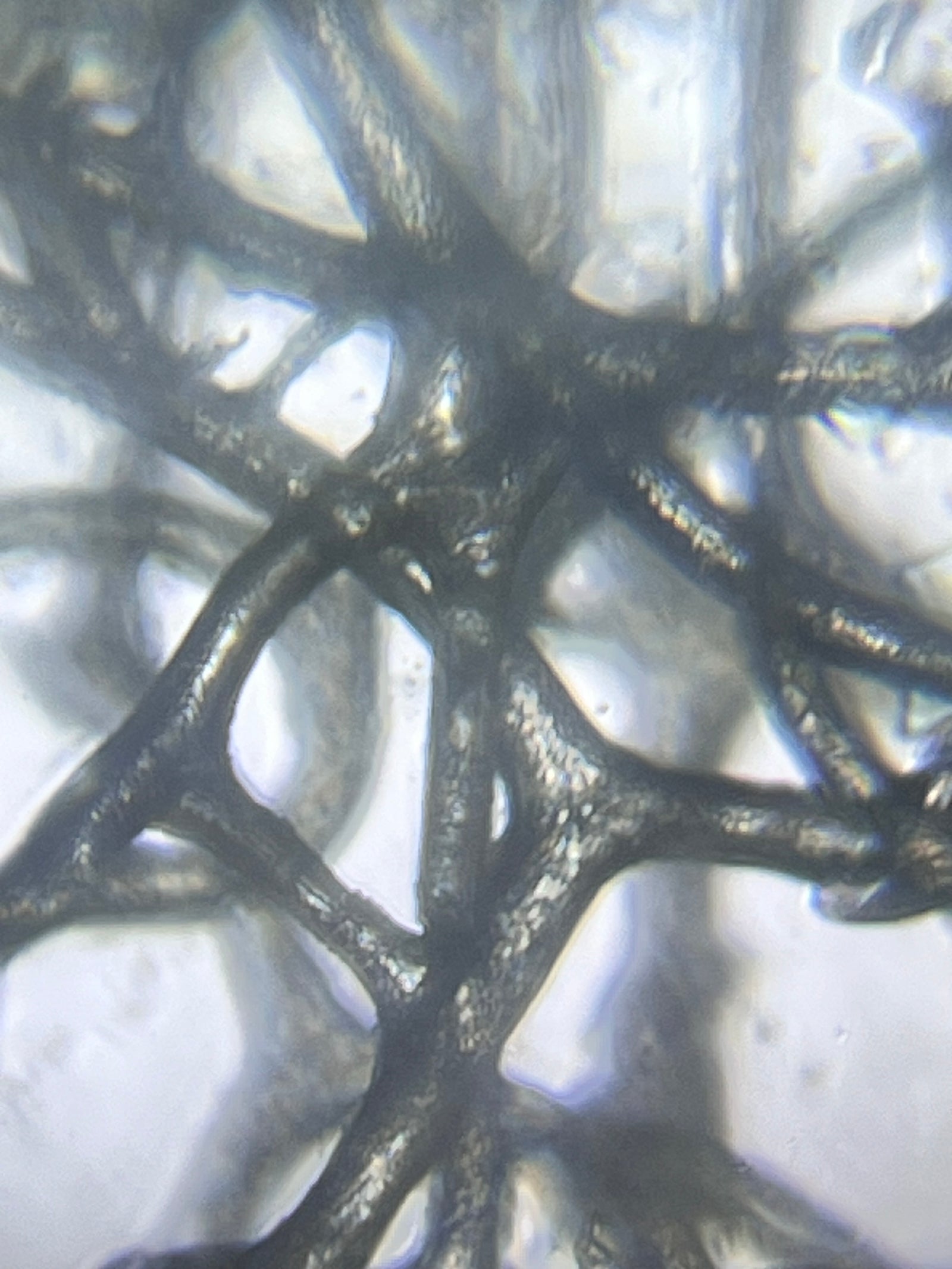 Foldscope Explores... Sea Sponges