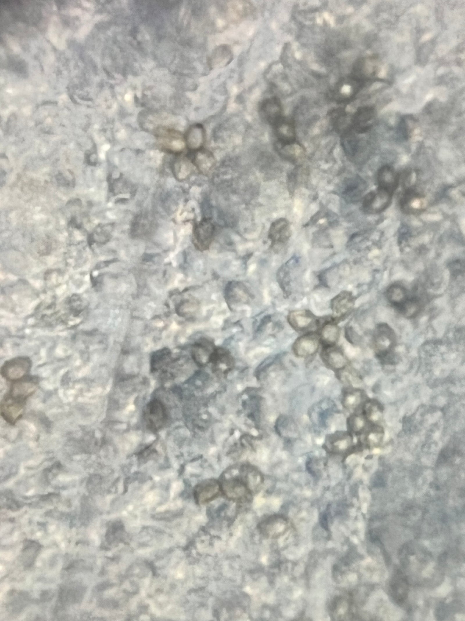 Foldscope Explores... Mushrooms!