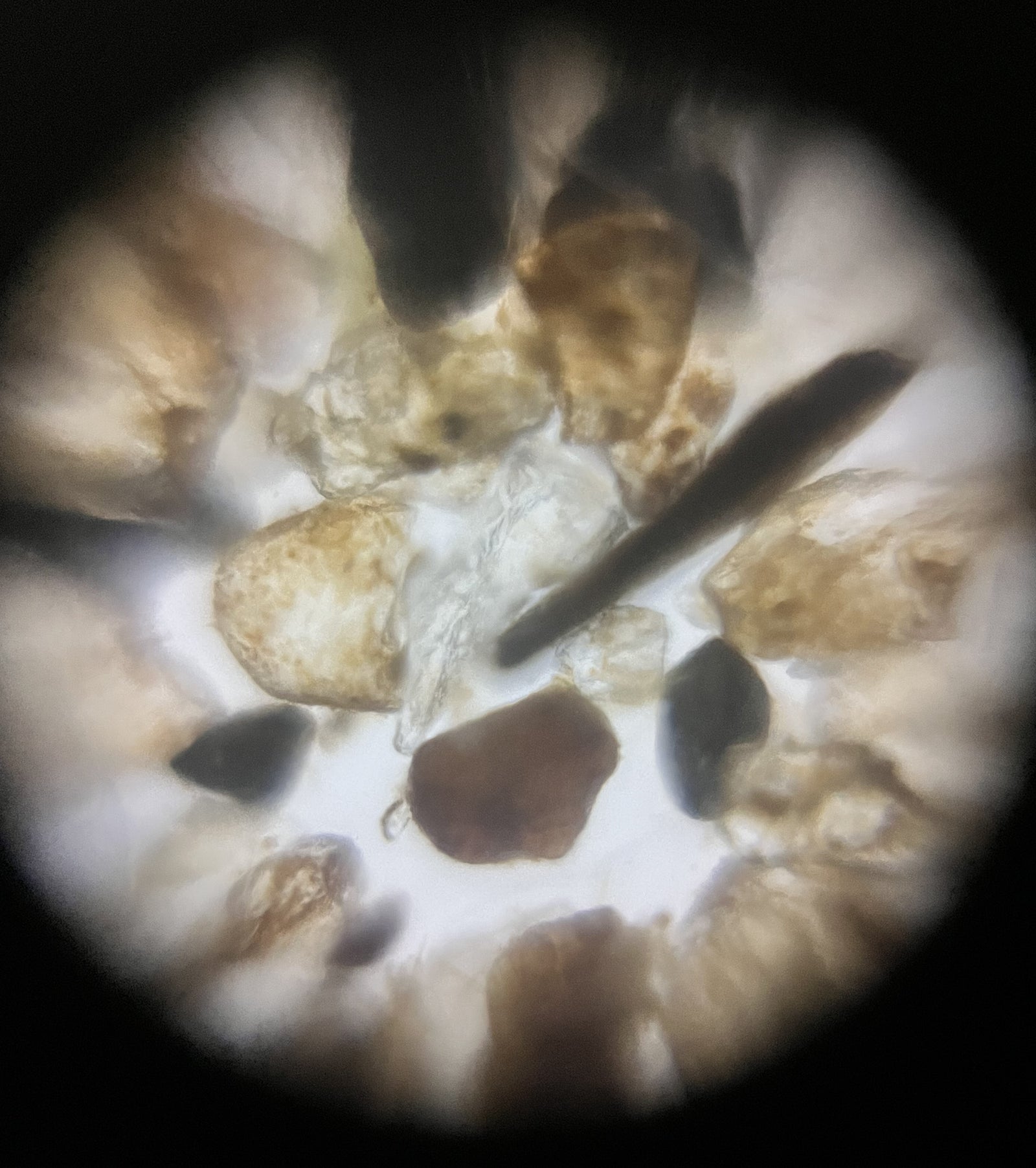 Foldscope Explores... The Foldscope Mini!