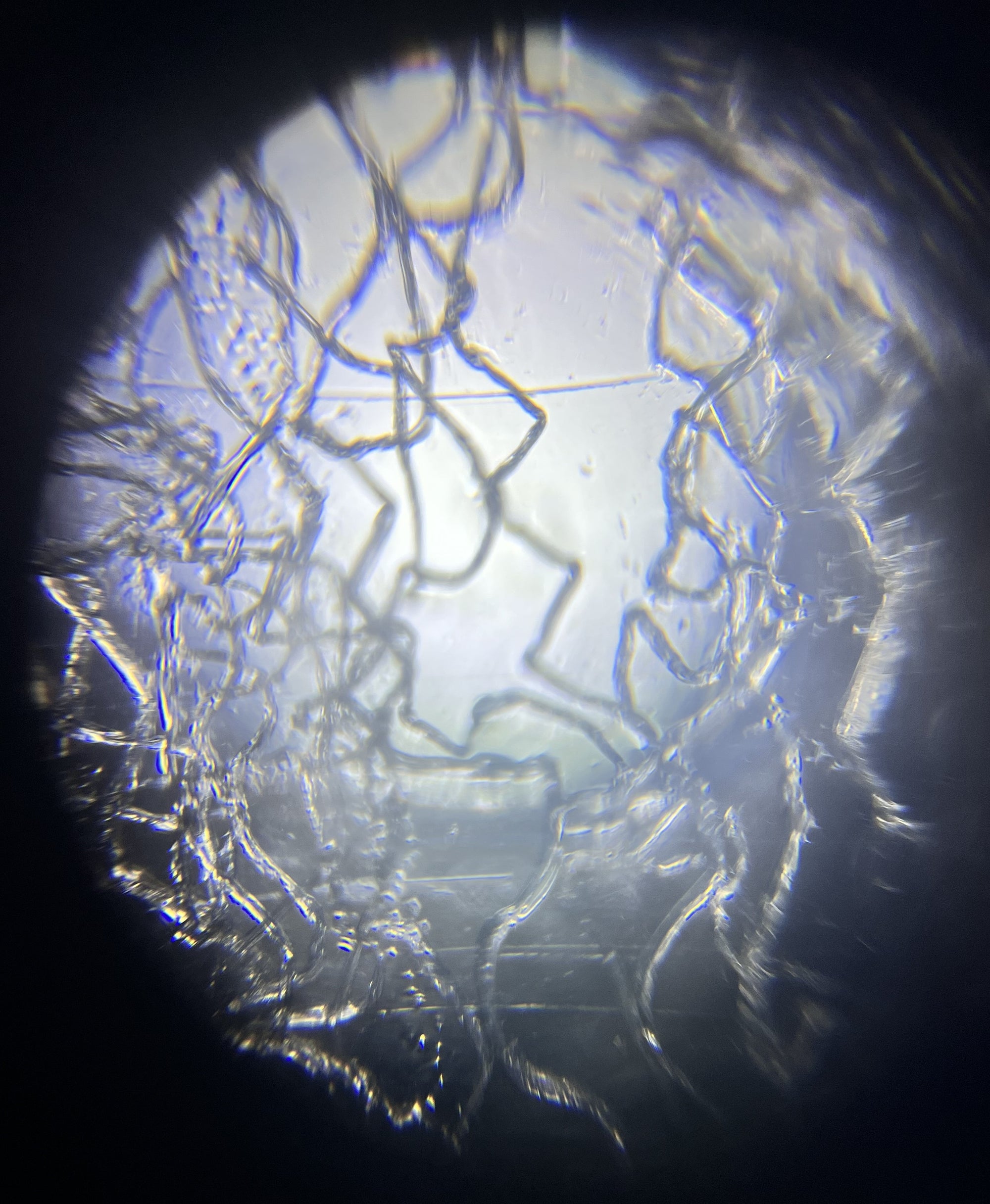 Foldscope Explores... Spiderwebs!