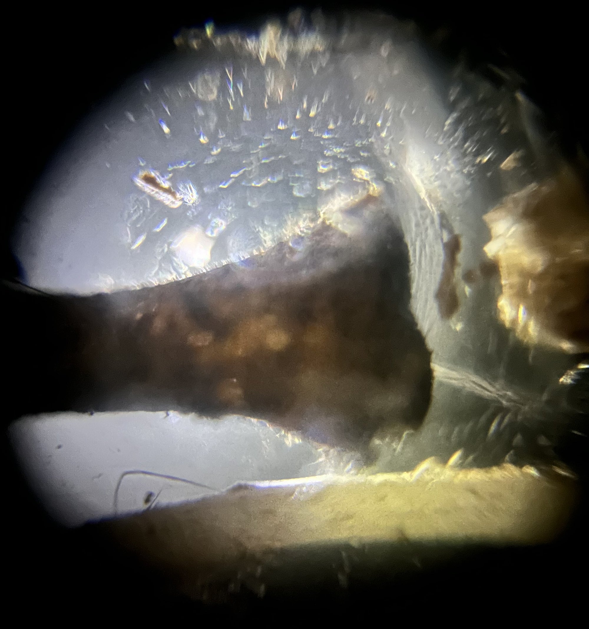 Foldscope In The Classroom: Owl Pellets