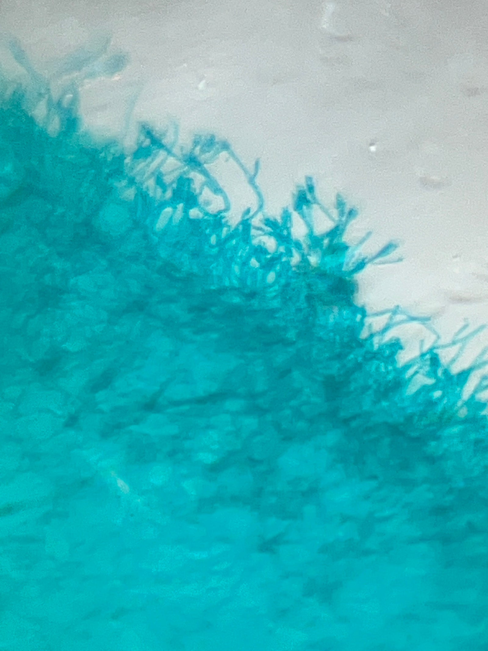 Foldscope Explores... MicroRealms Explorer Cards!