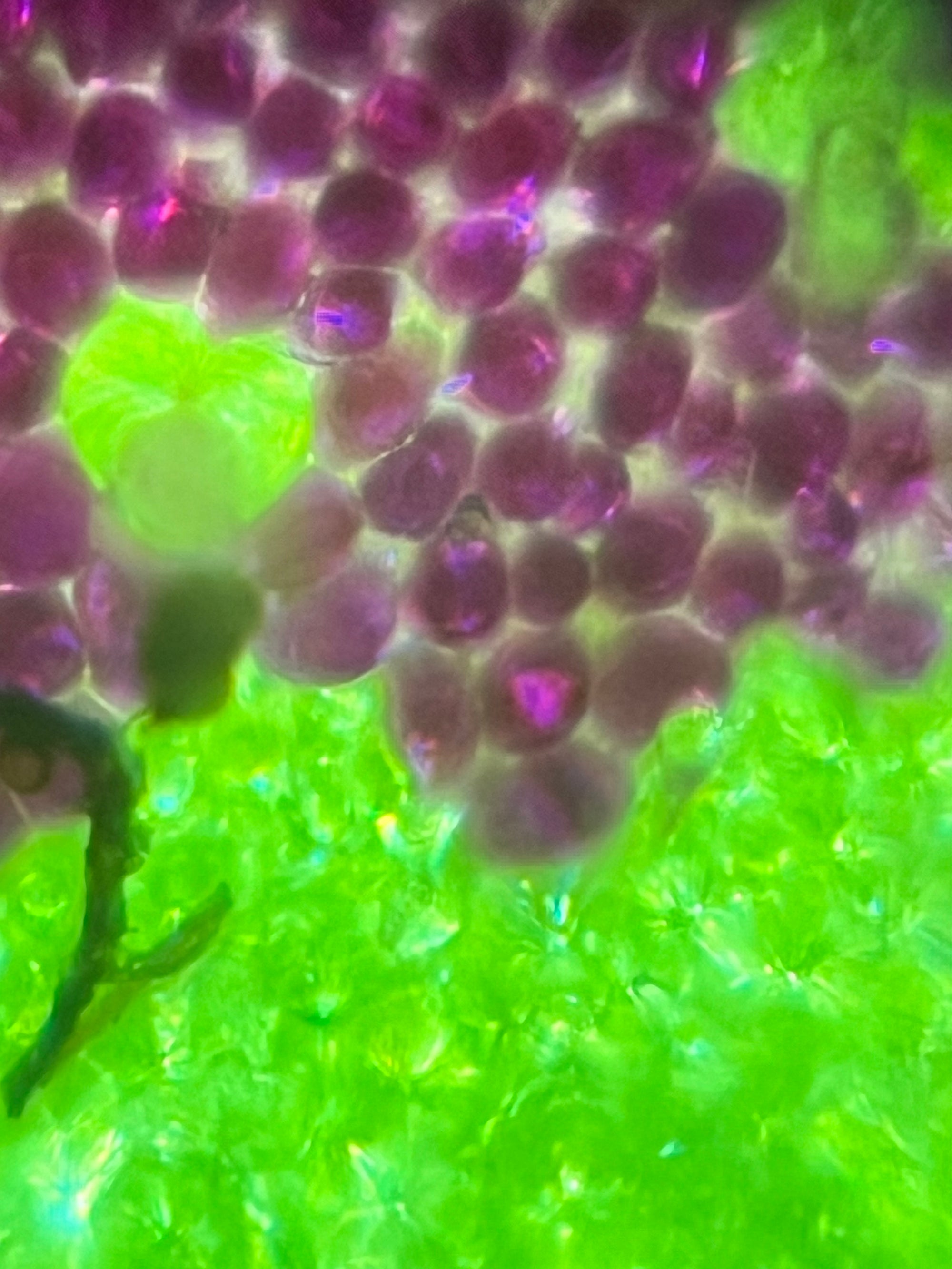 Foldscope Explores... Coleus Plants!