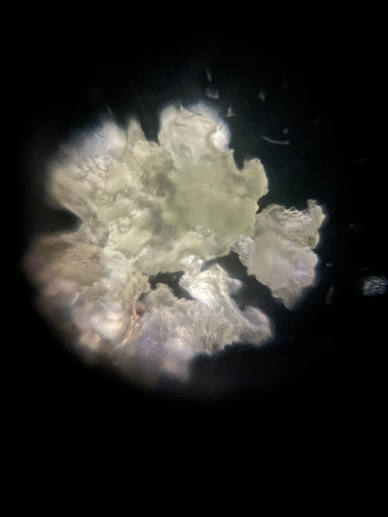 Foldscope Explores... Cake!