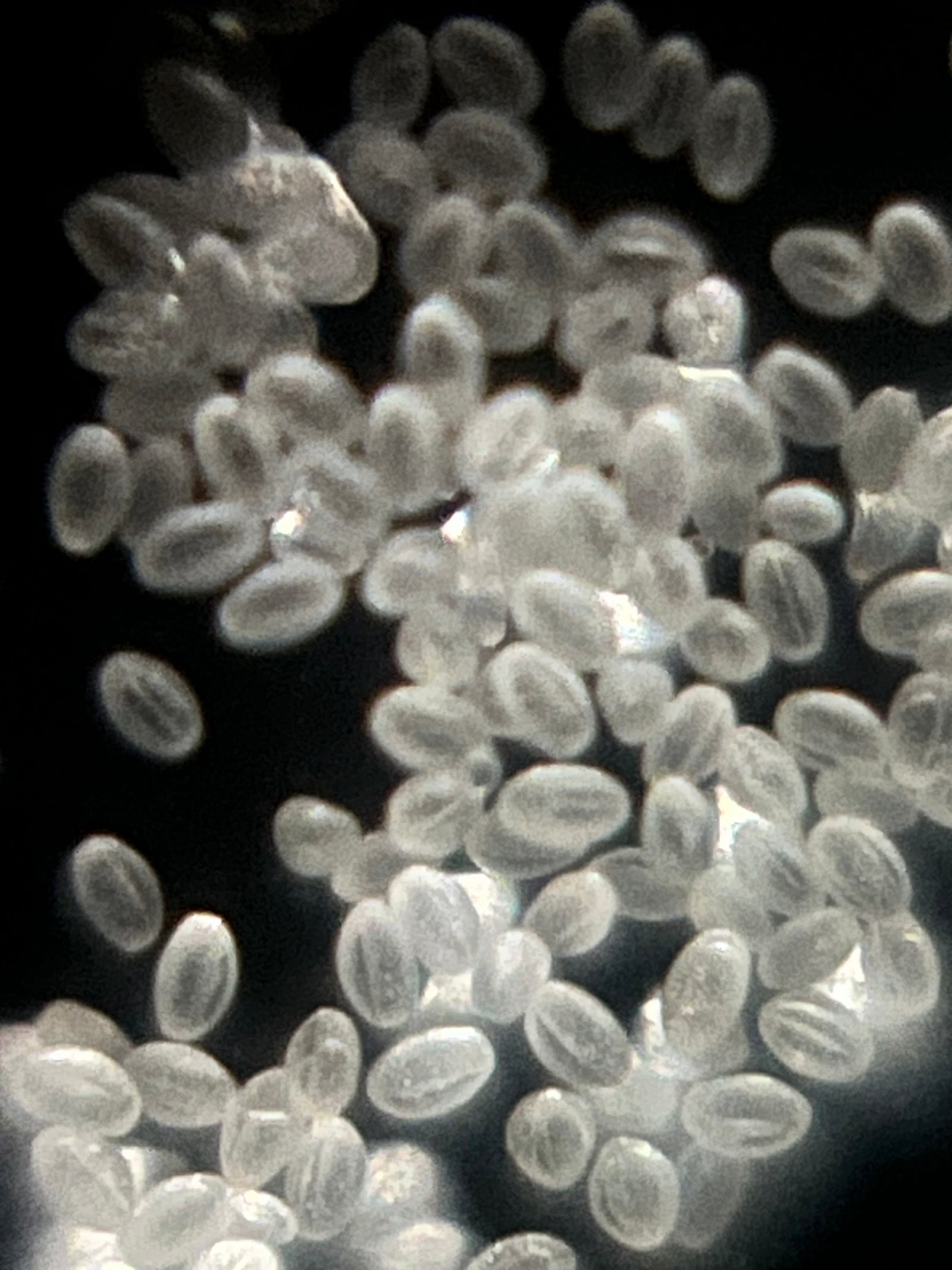 Foldscope Explores… Magnification, Lighting, and Pollen