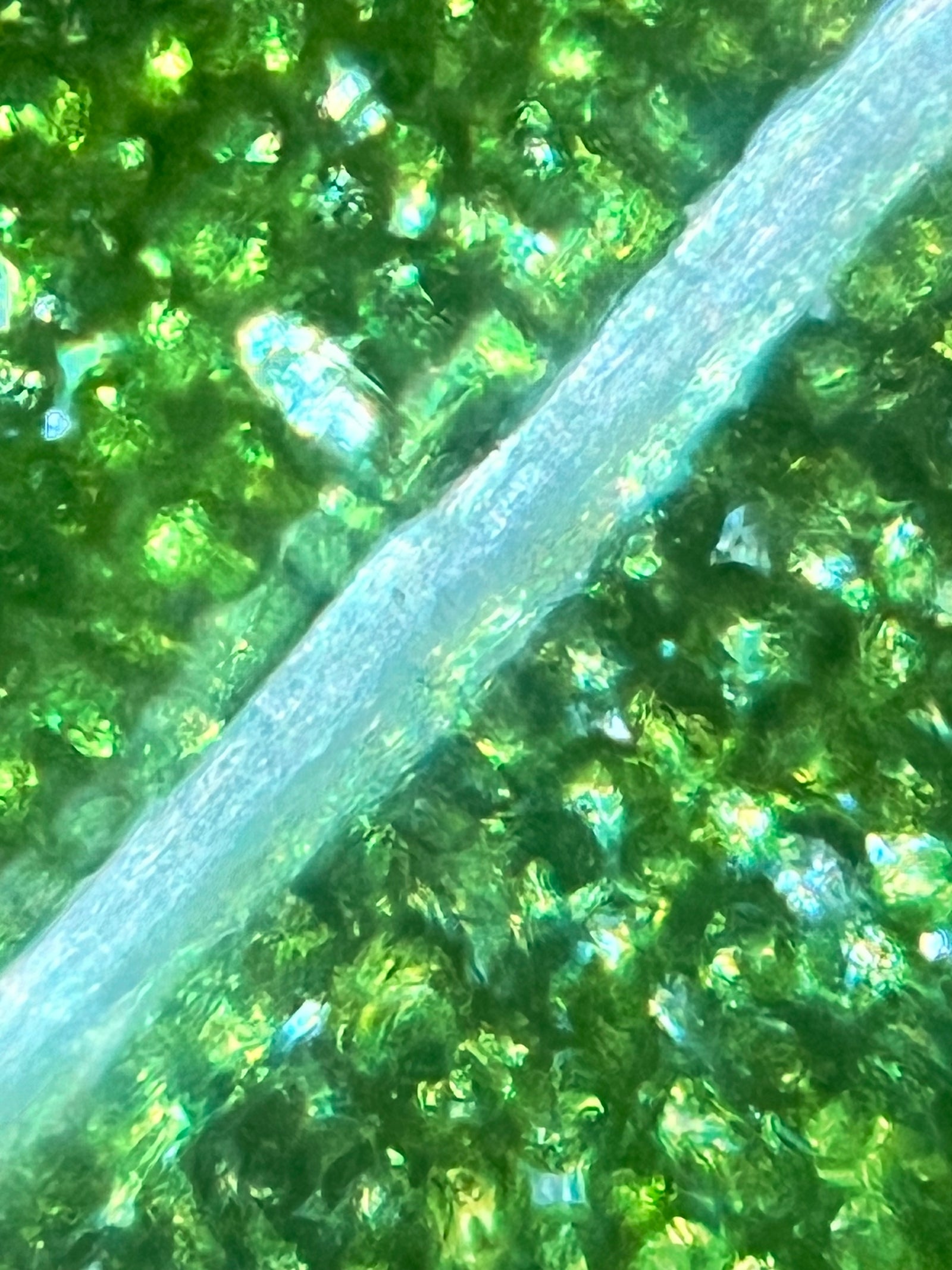 Foldscope In The Classroom: Close Observation With Leaves