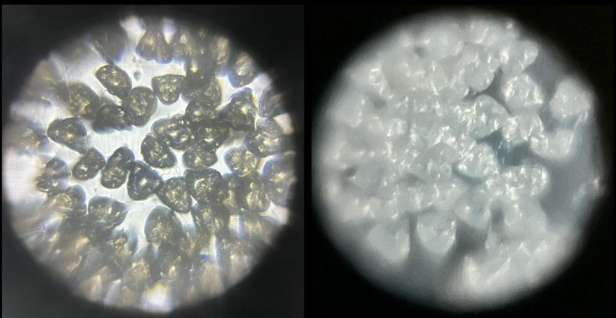 Foldscope Explores… Sample Prep, Lighting, and Pollen!