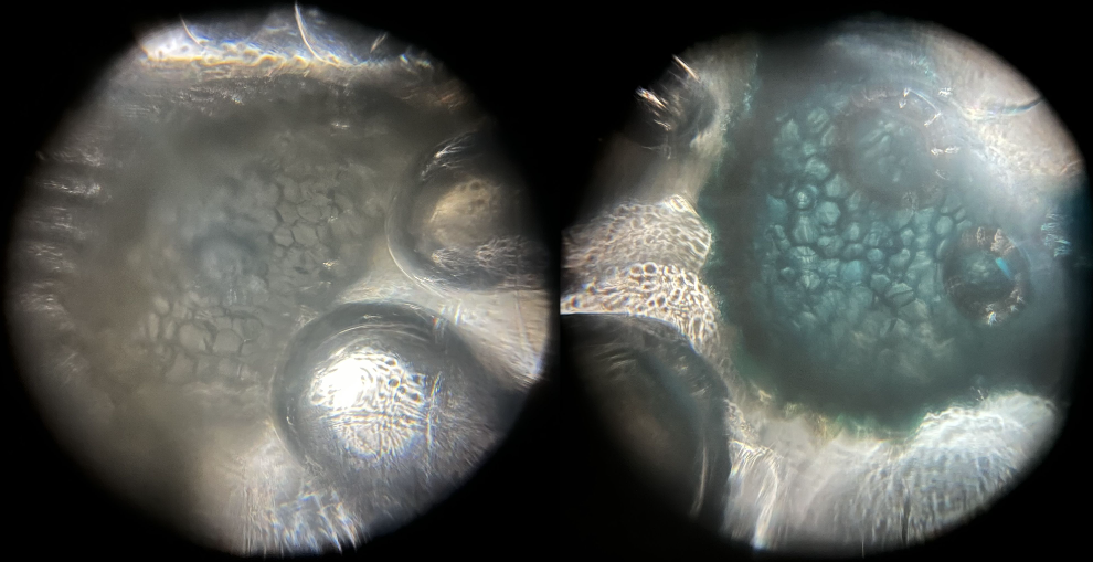 Foldscope In The Classroom: Histochemistry: Coloring The Invisible