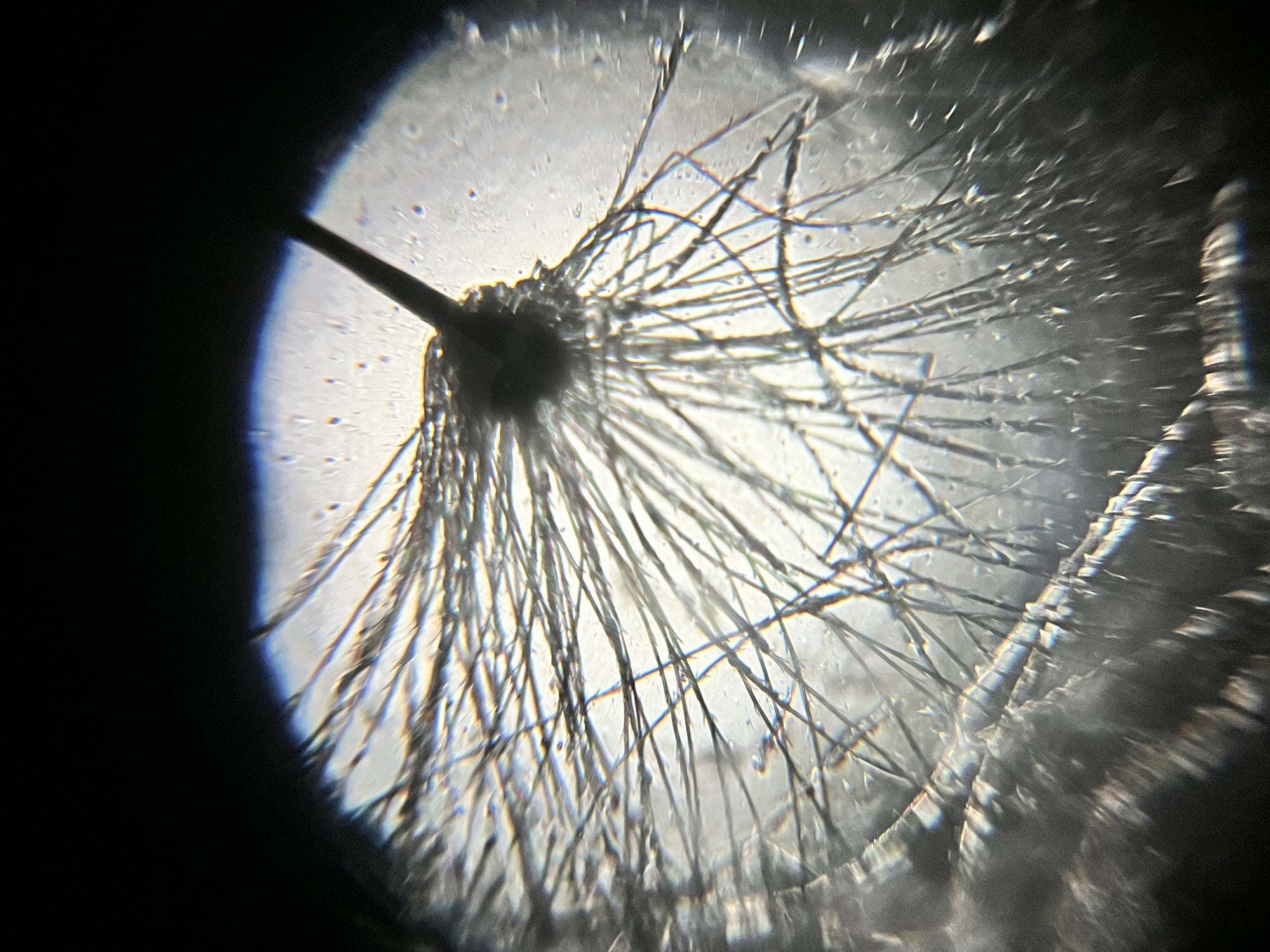 Foldscope Explores… Dandelion Fluff!