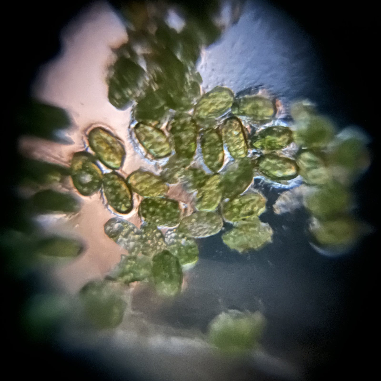 Foldscope Explores… Mystery Eggs!