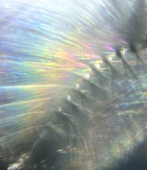 Foldscope In The Classroom: Microscopy Scavenger Hunt