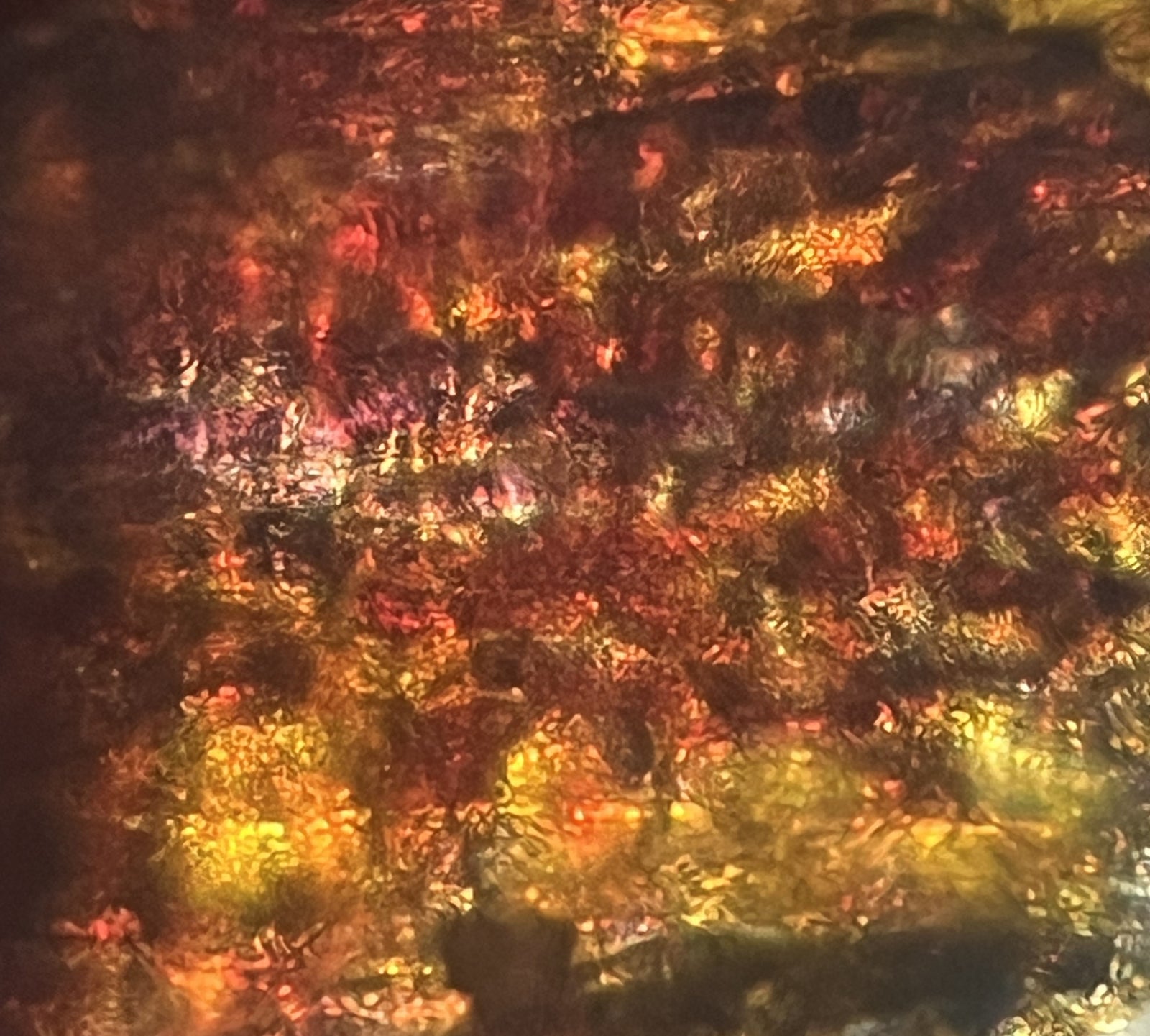 Foldscope Explores… Looking For Fall Colors