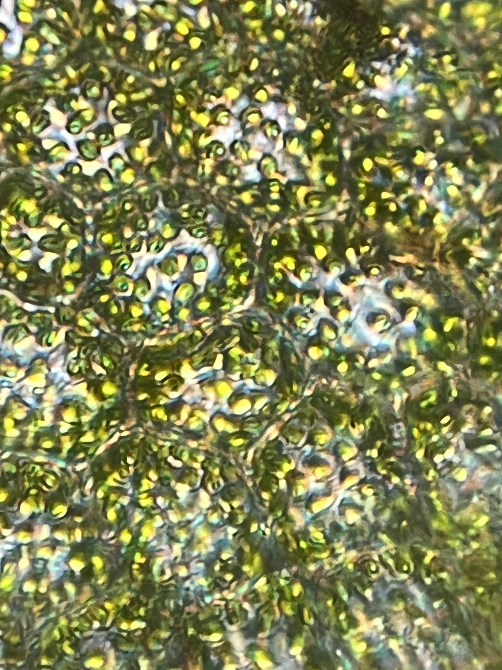 Foldscope Explores... Chloroplasts!