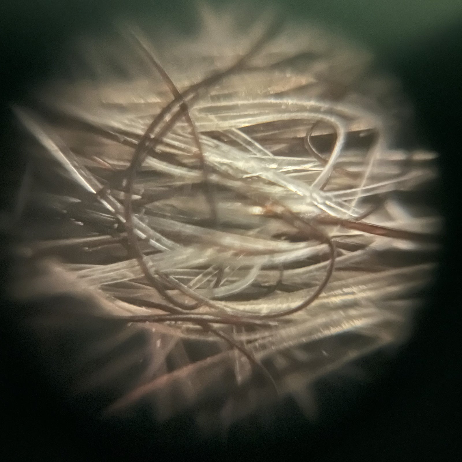 Foldscope In The Classroom: All About Me!