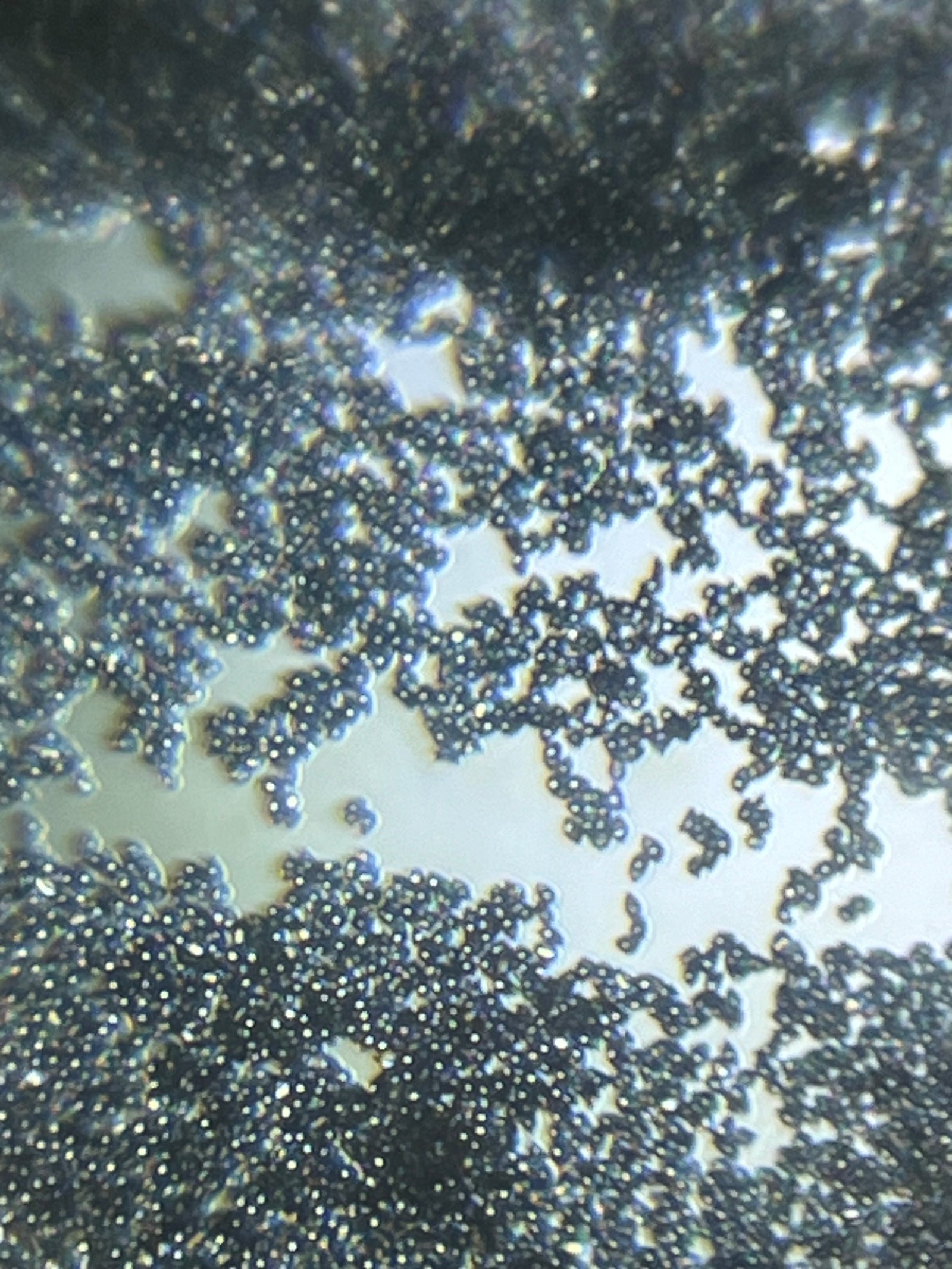 Foldscope Explores... Mushroom Spores!