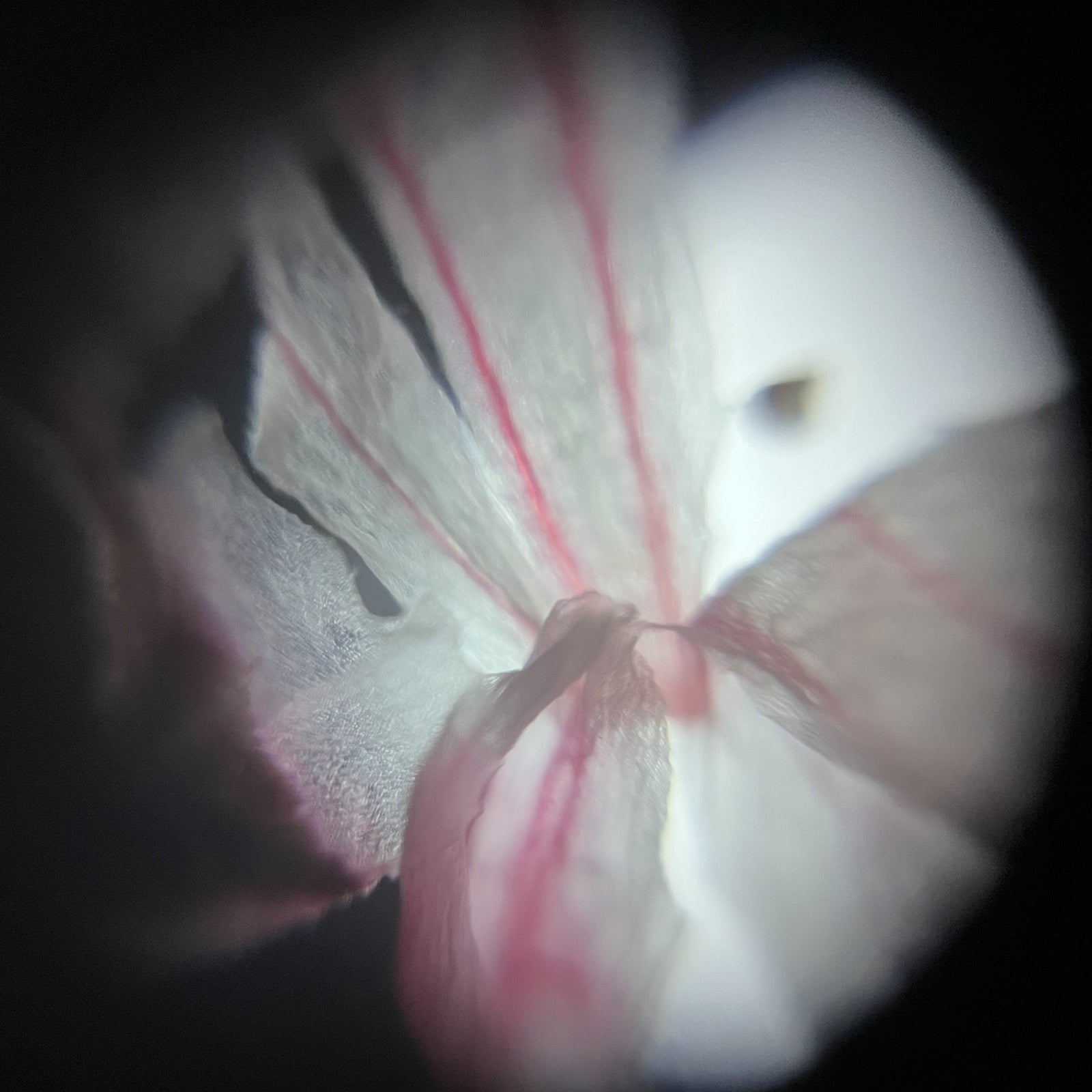 Foldscope Explores… Peppermint Flowers!