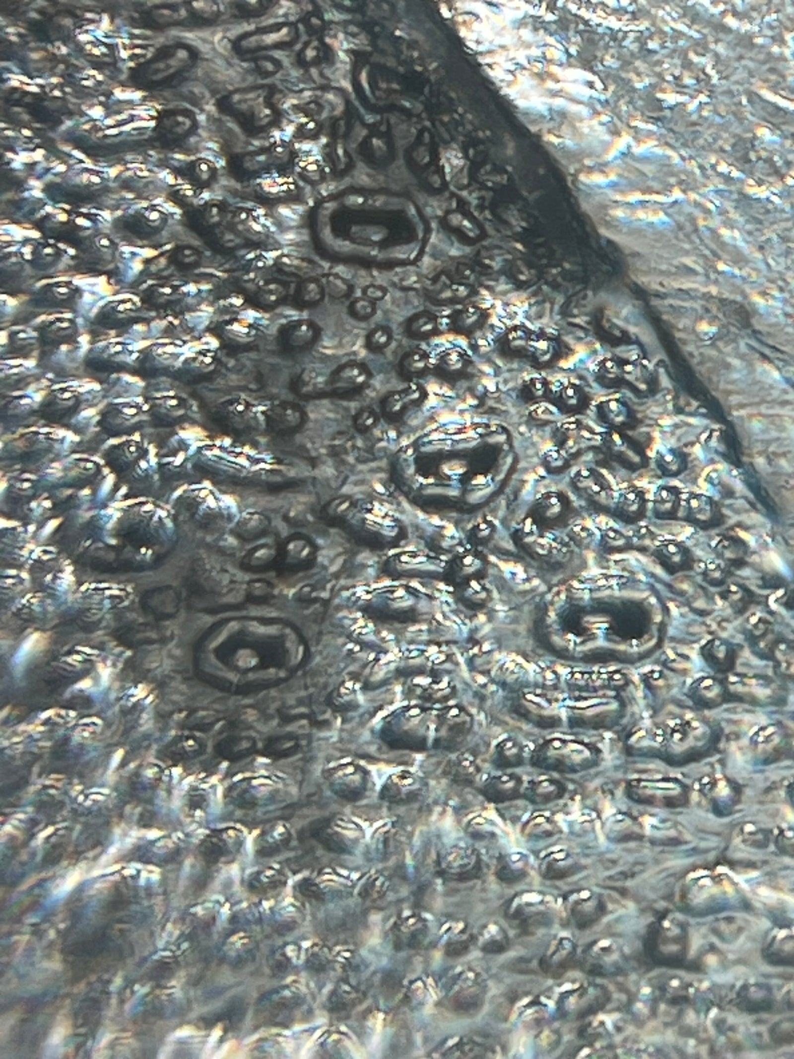 Foldscope Explores… Leyland Cypress Stomata