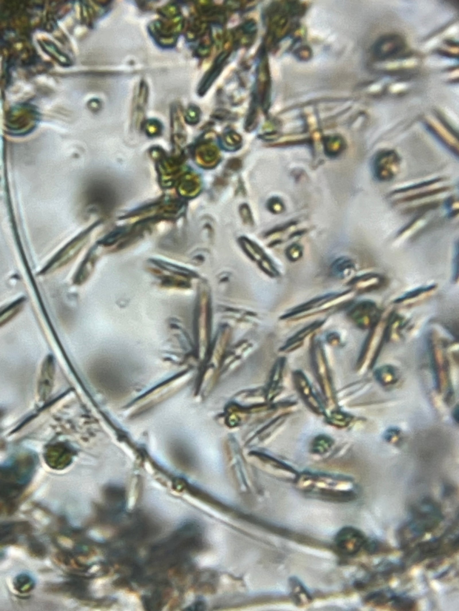 Foldscope Explores… Soil Bacteria!