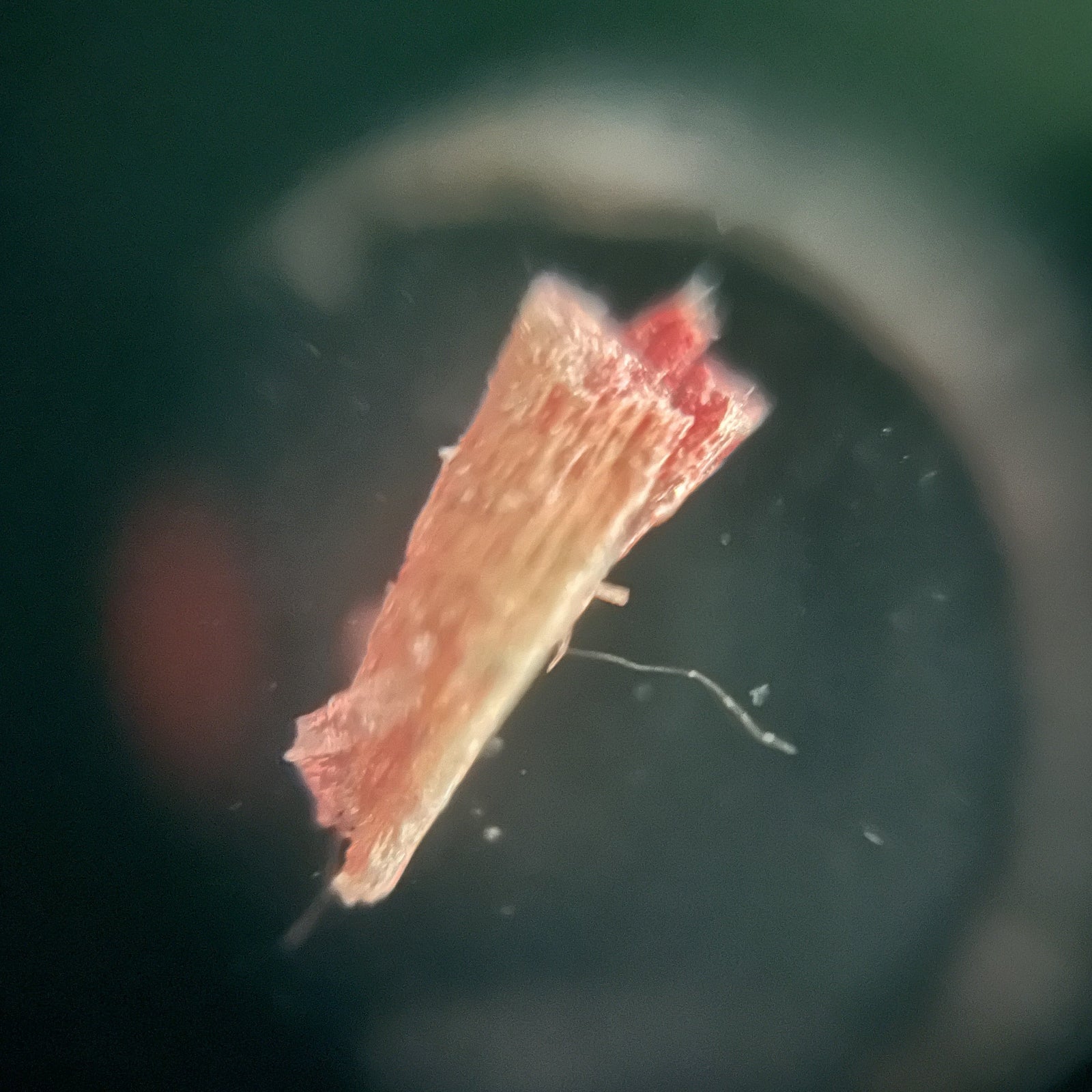 Foldscope Explores… Splinters!