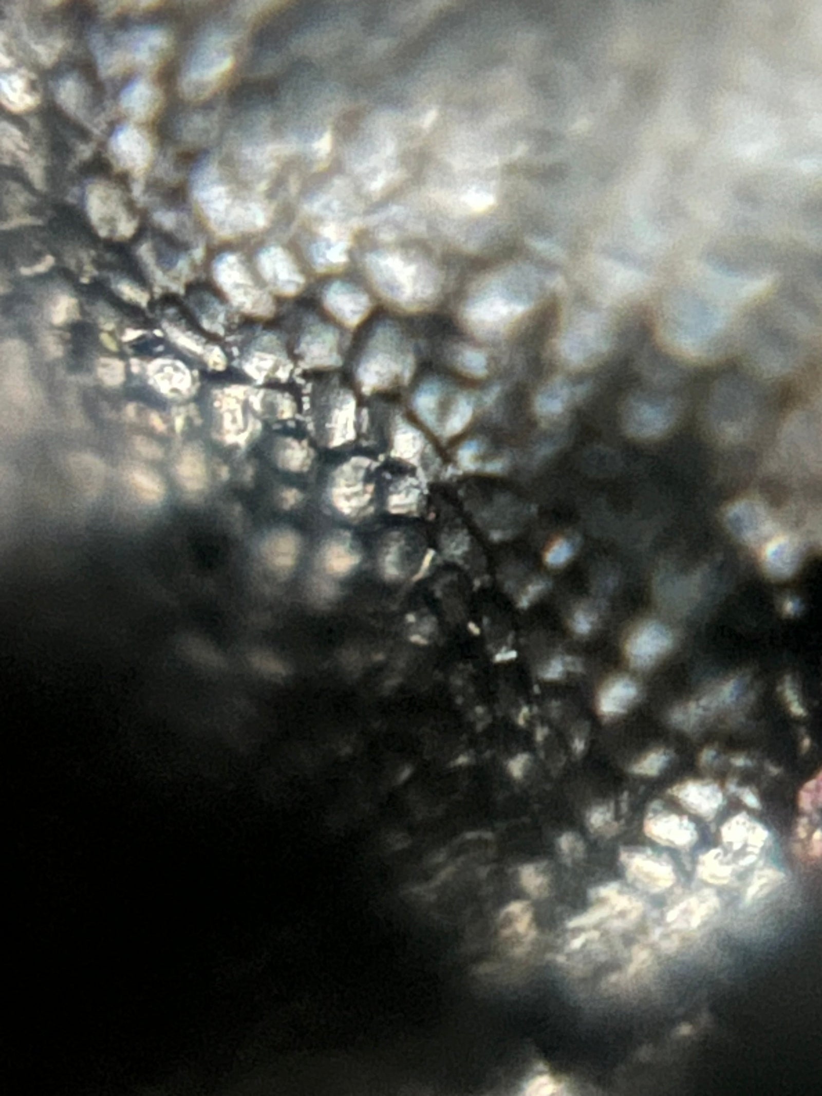 Foldscope Explores... Seed Coats!