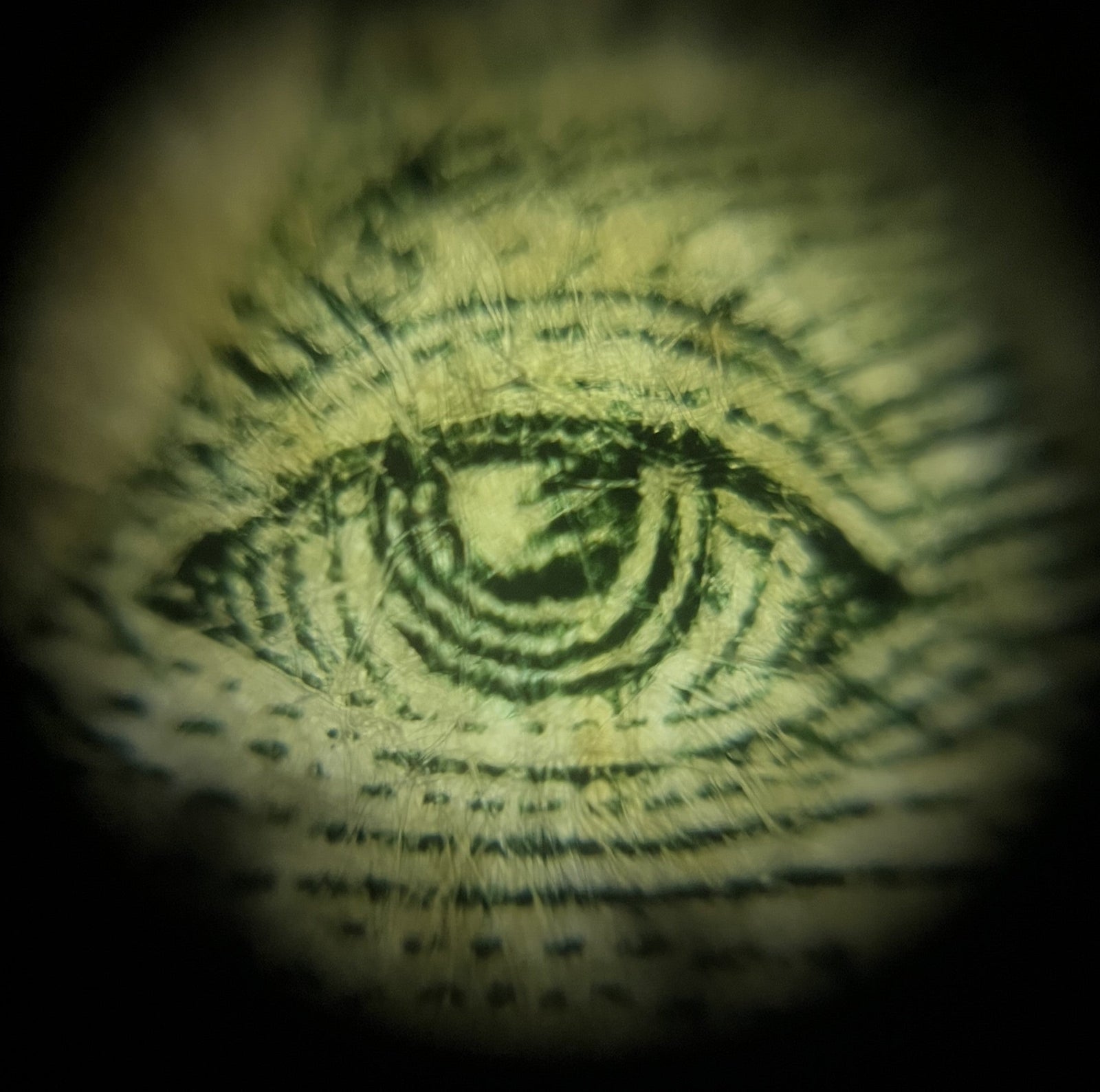 Foldscope Explores... Money!