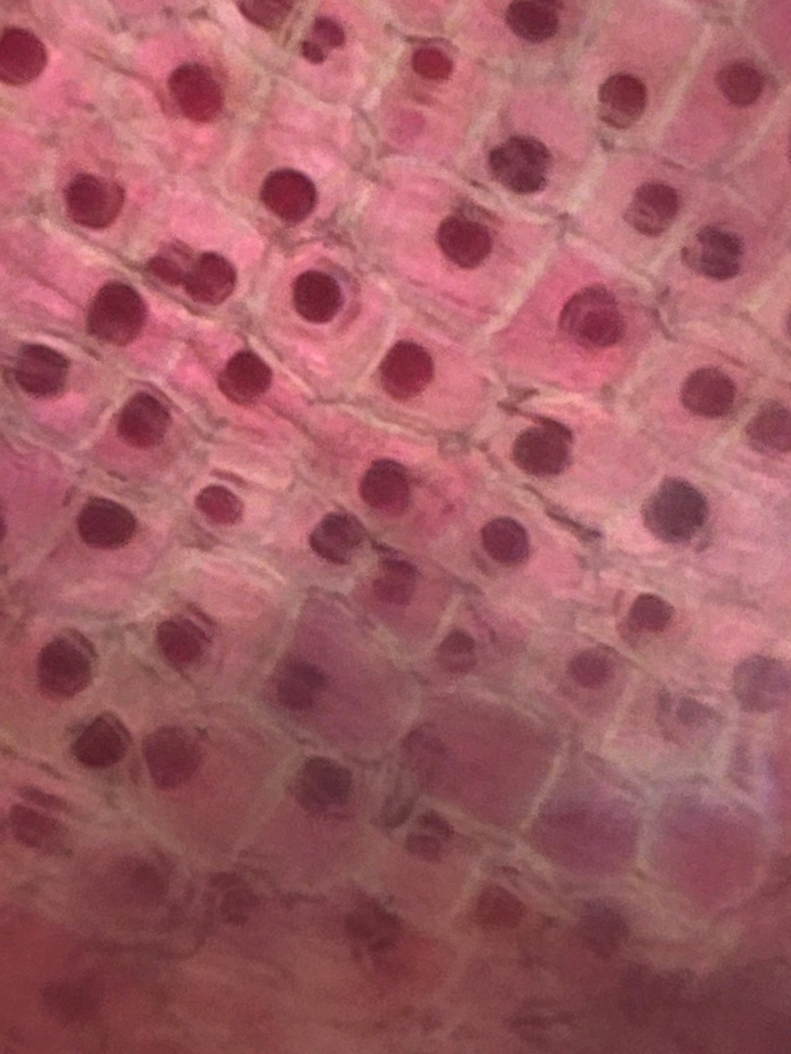 Foldscope In The Classroom: In The Garden 3: Seeds