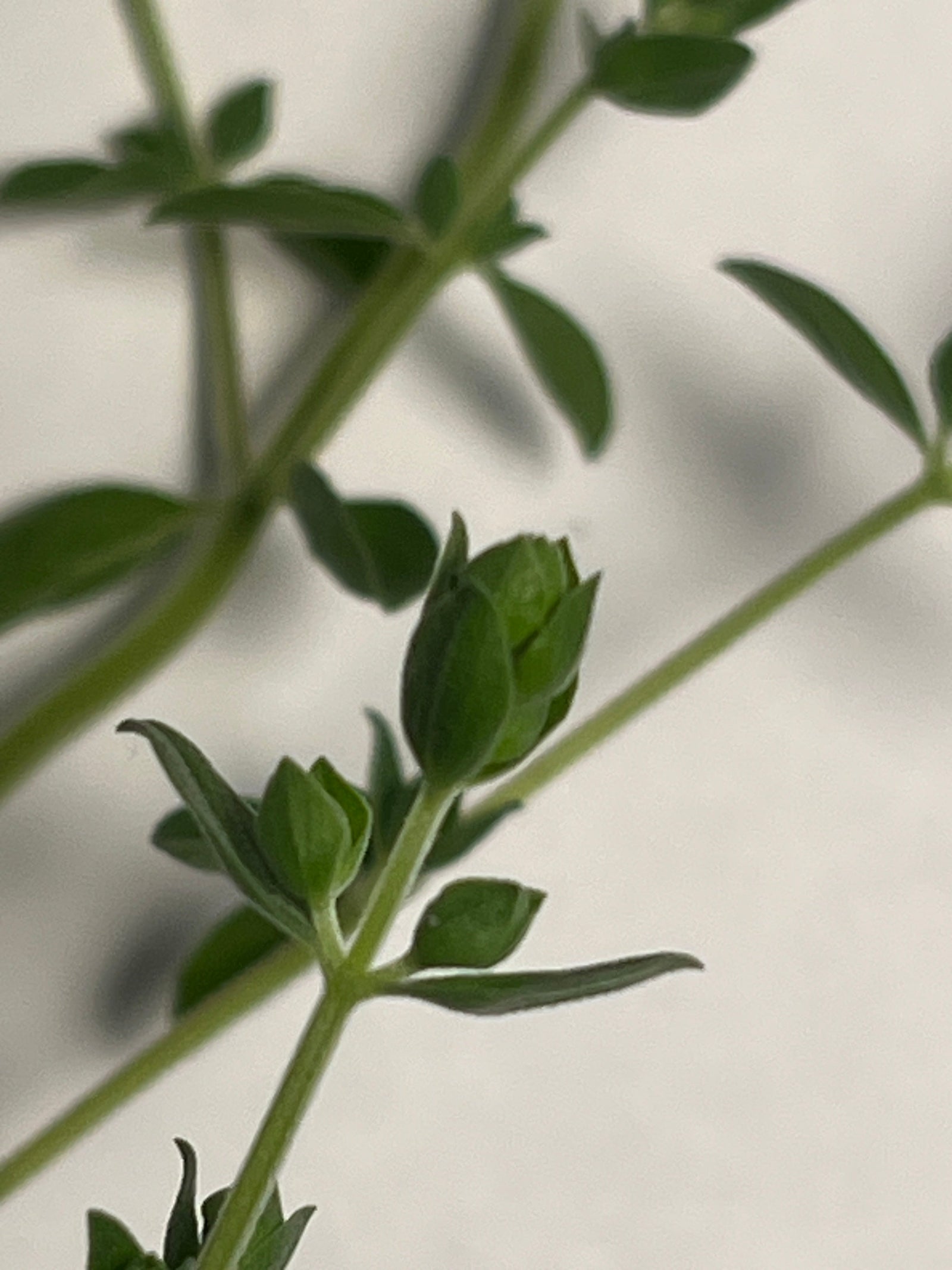 Foldscope Explores… Marjoram!