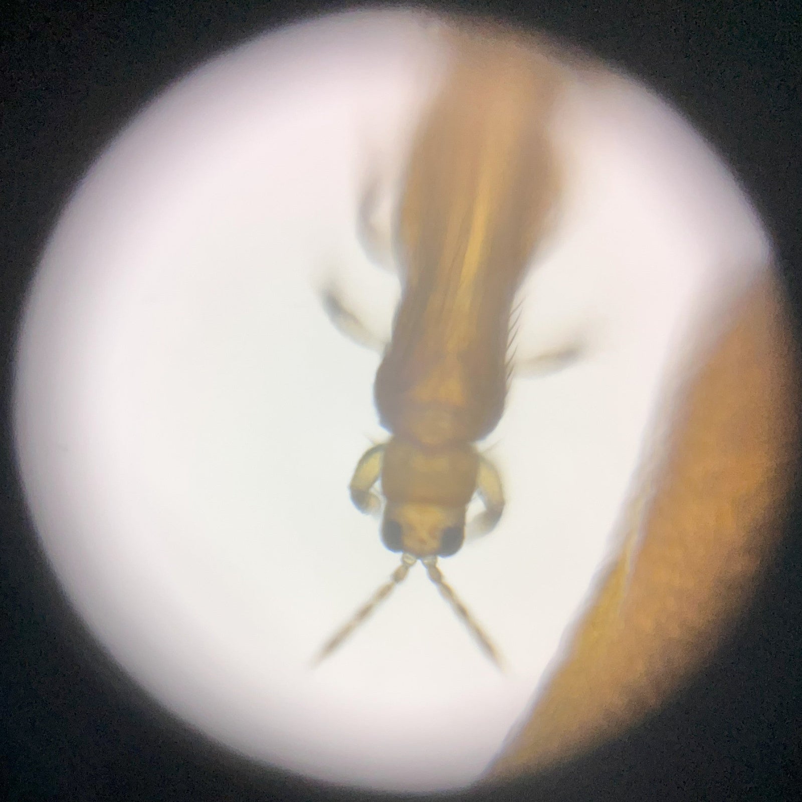 Foldscope Explores… Tiny Pollinators!