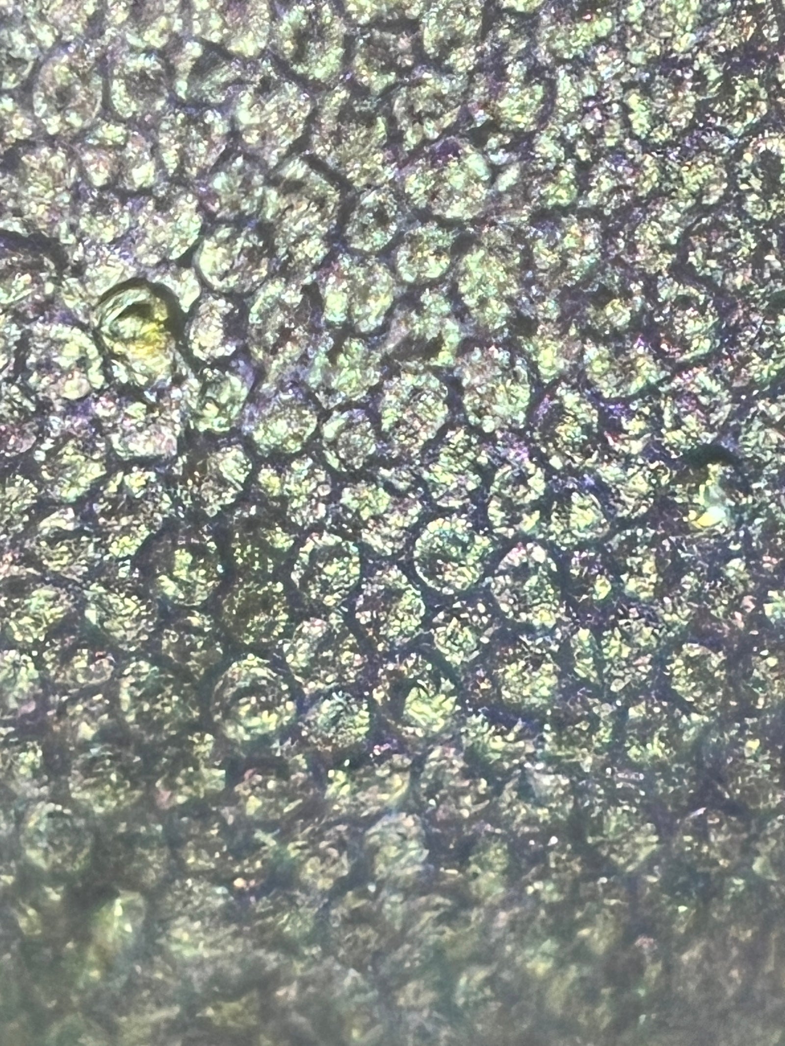 Foldscope Explores... Shape-Shifting Flower Petal Cells