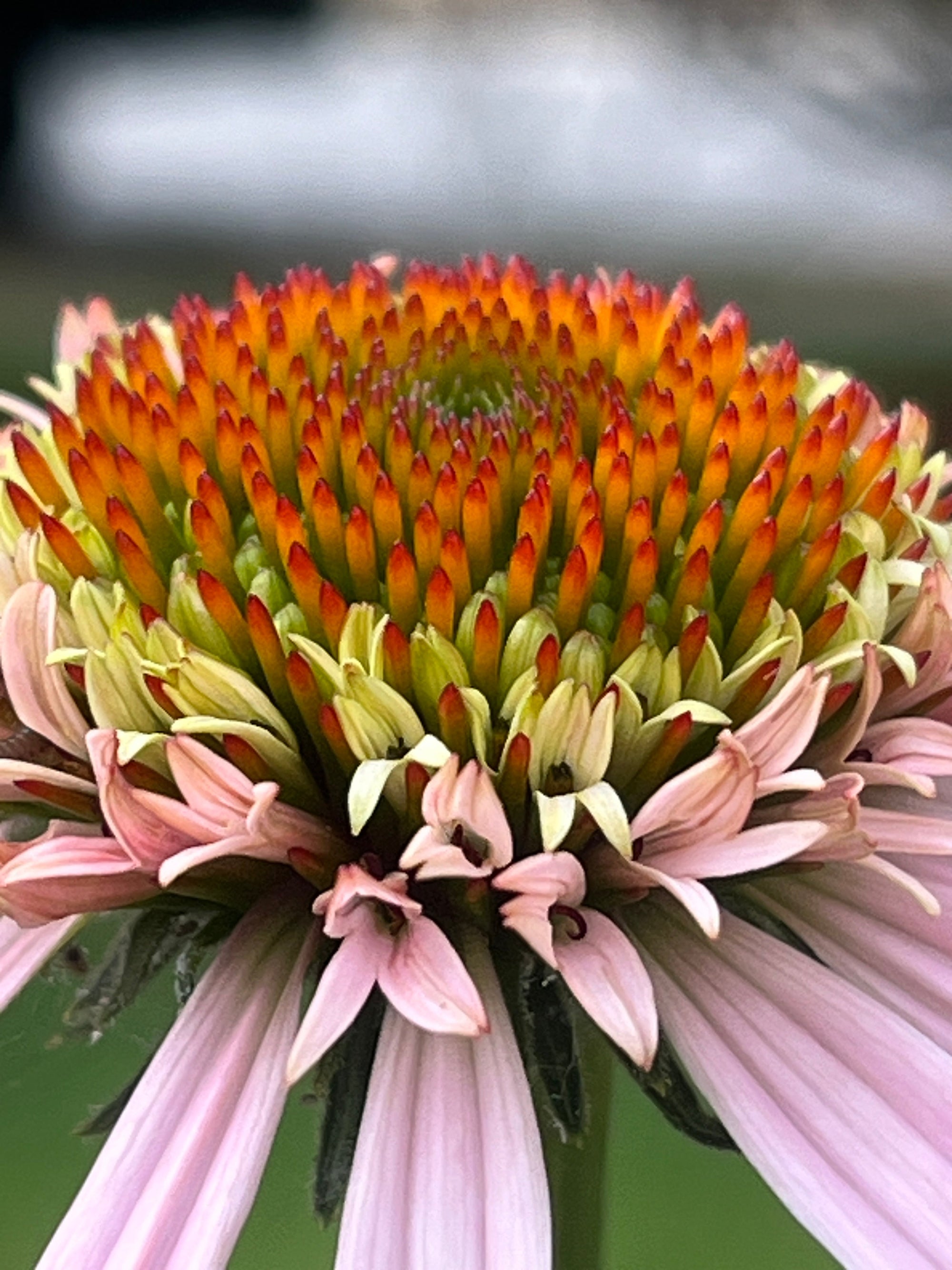 Foldscope In The Classroom: In The Garden 5: Flowers