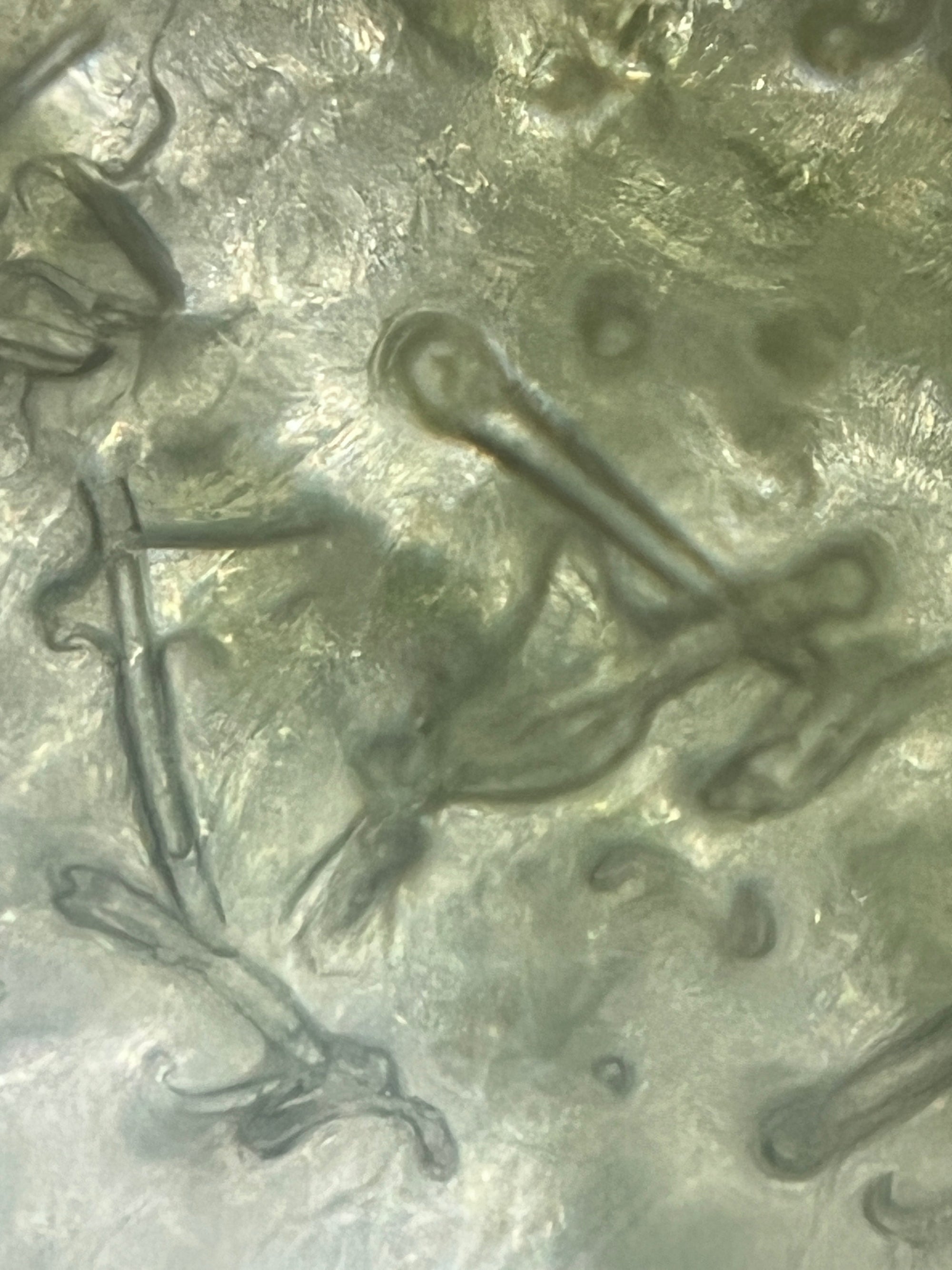 Foldscope In The Classroom: In The Garden 6: Fruits