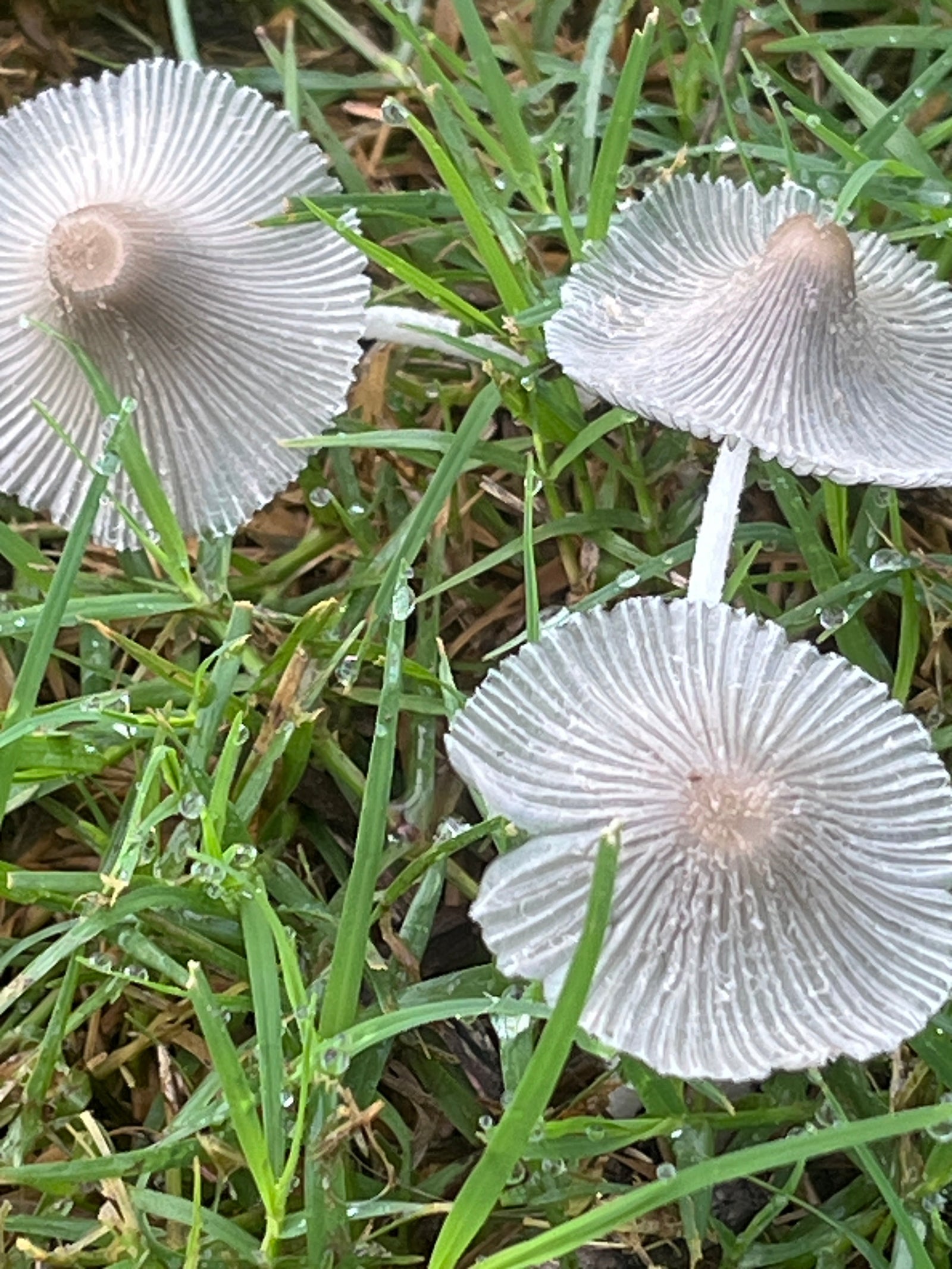 Foldscope In The Classroom: In The Garden 8: Decomposition