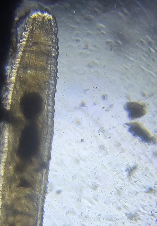 Foldscope In The Classroom: In The Garden 7: Return to the Soil