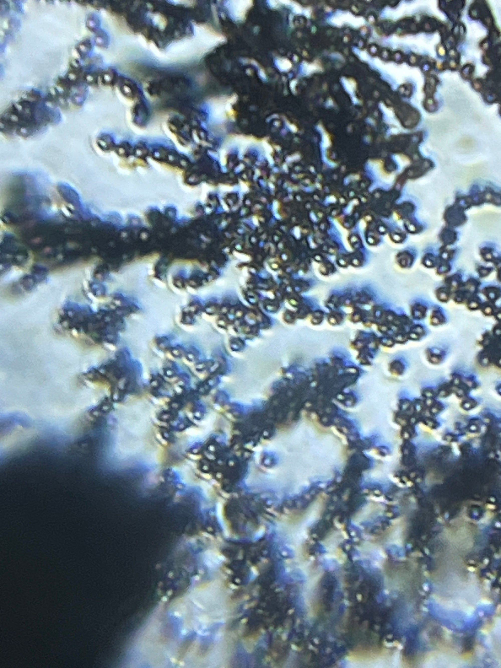 Foldscope Explores... The Beauty of Mold!