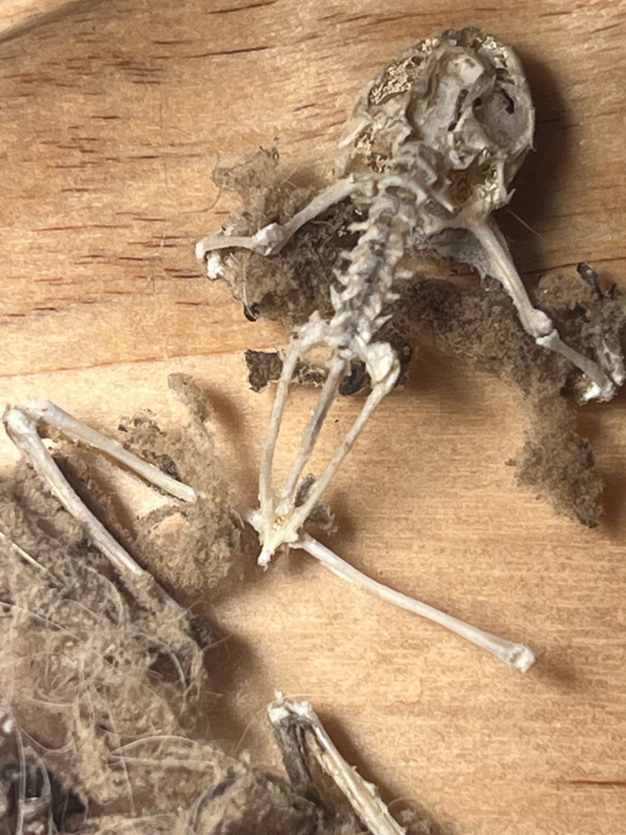 Foldscope Explores… Mummies and Skeletons!