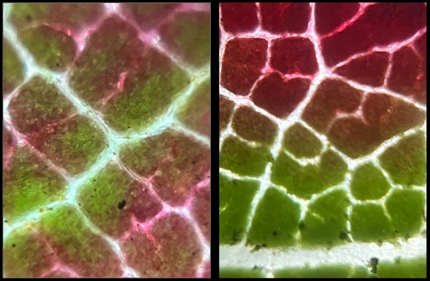 Foldscope In The Classroom: In The Garden 9: Fall Leaves