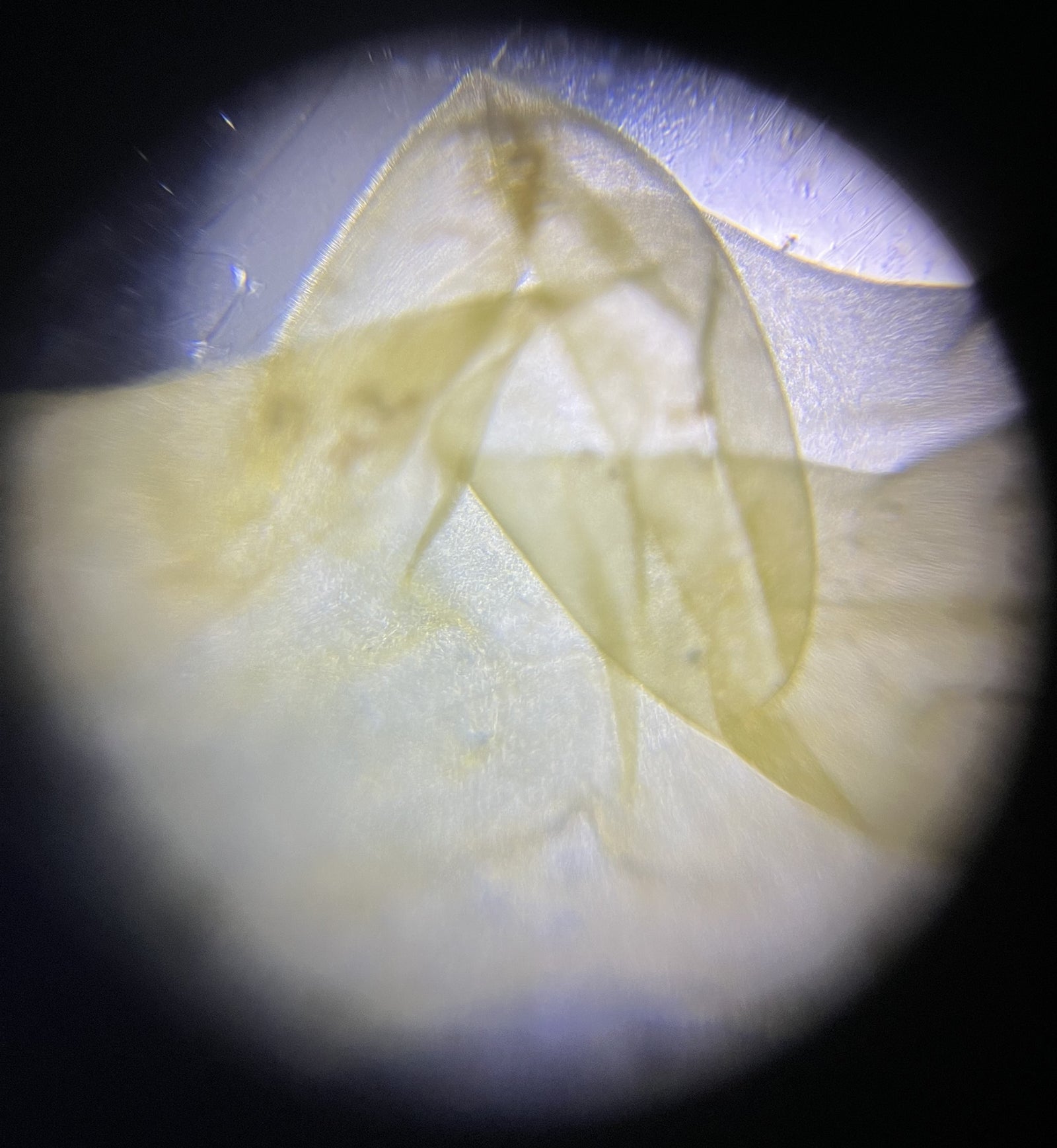 Foldscope Explores… Connections!