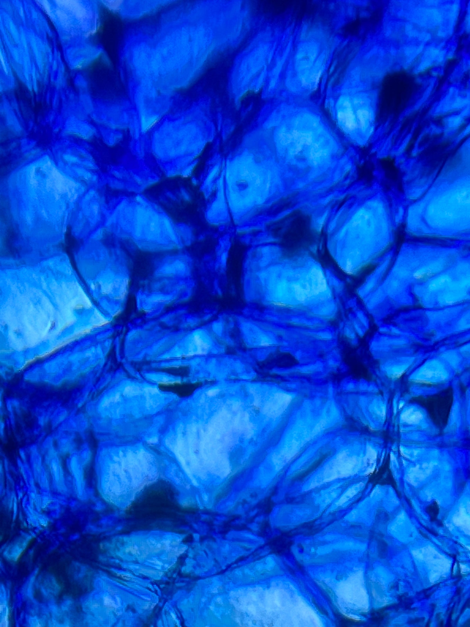 Foldscope Explores... Cucumbers vs Pickles