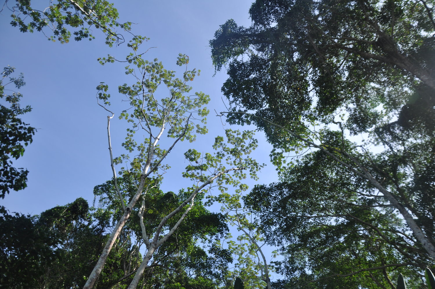 Finding Foldscopers in the Middle of the Rainforest, Part 4 of a Series