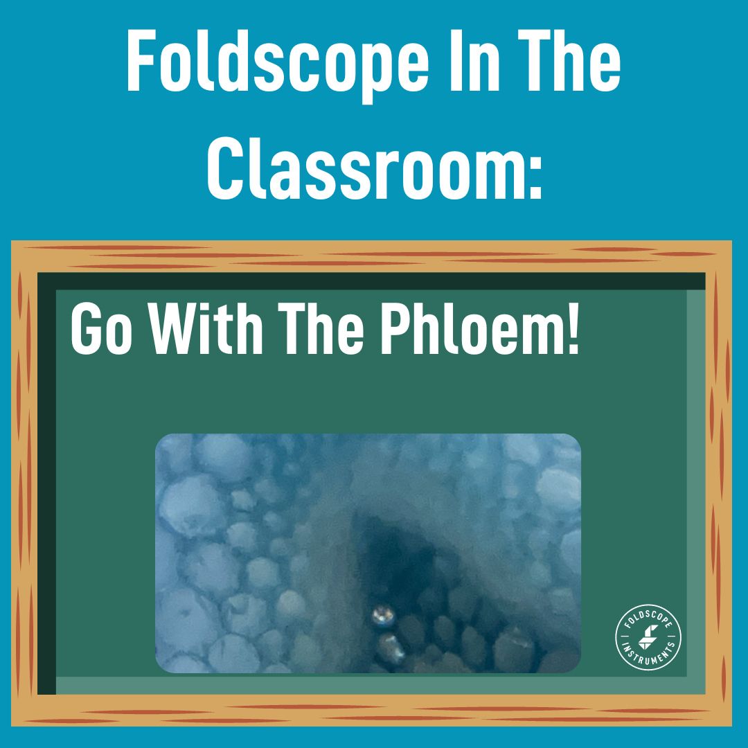 Foldscope In The Classroom: Go With The Phloem!