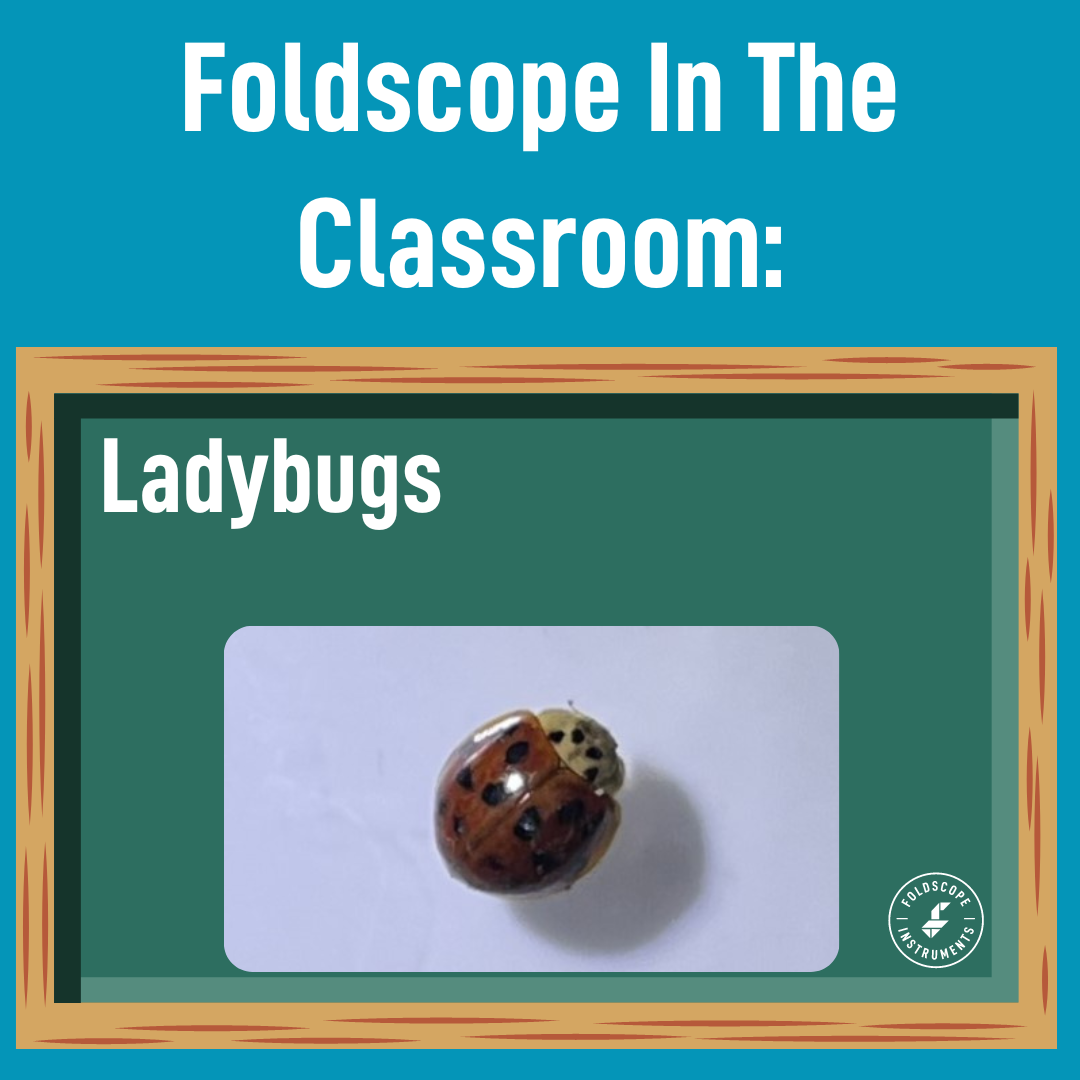 https://foldscope.com/cdn/shop/articles/FITC_Ladybugs_1600x.png?v=1676585500