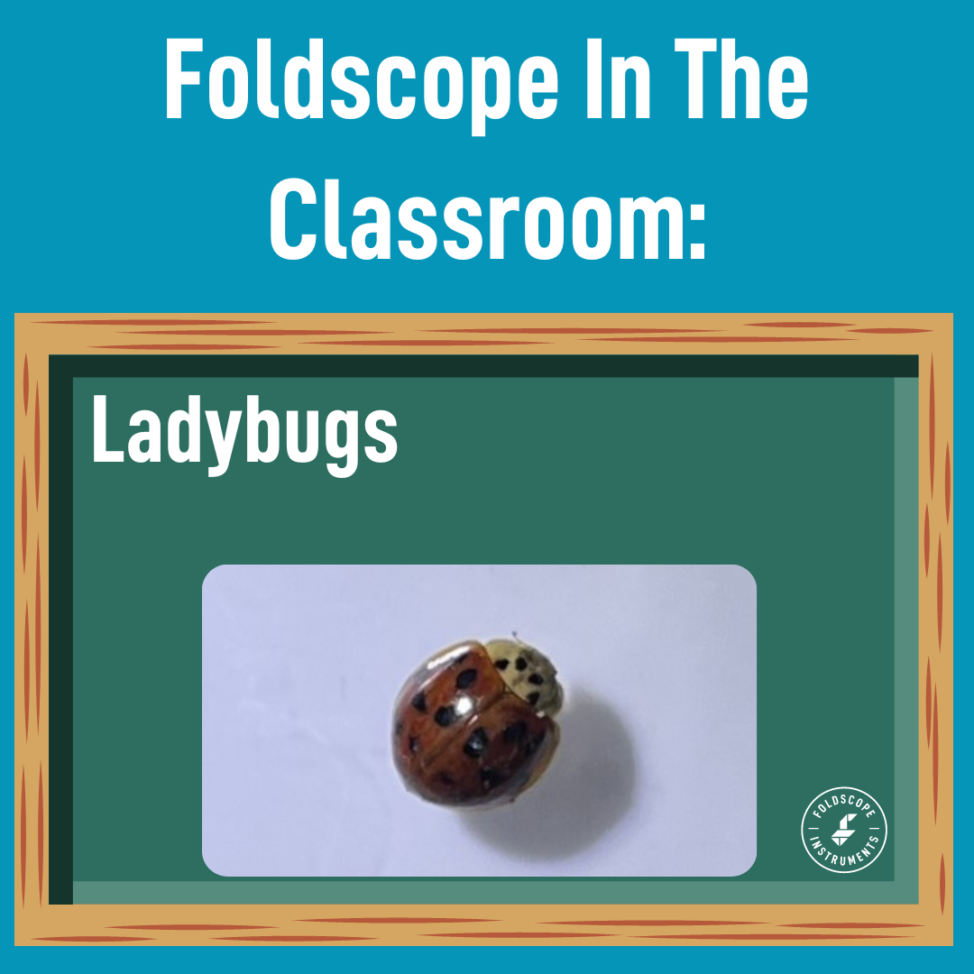 Foldscope In The Classroom: Ladybugs
