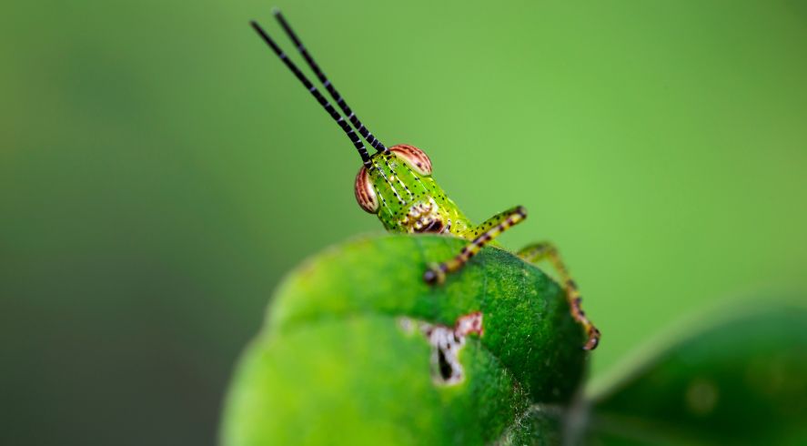 How To Study Insects Under the Microscope