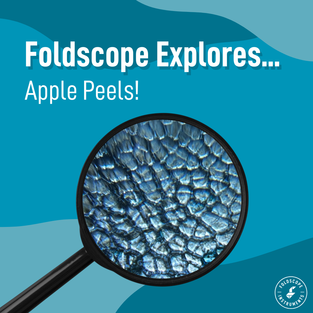 Foldscope Explores... Apple Peels