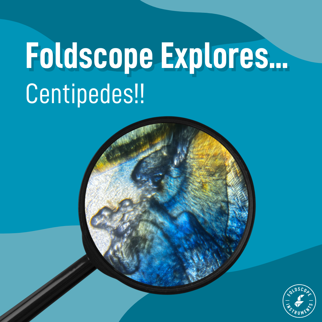 Foldscope Explores... A Microscopic View of Centipedes!!