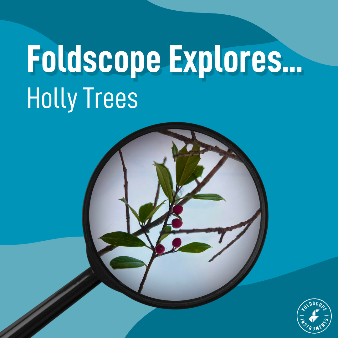Foldscope Explores… Holly Trees