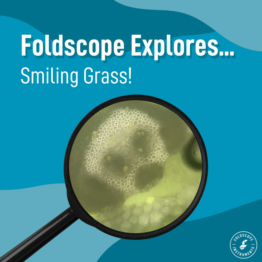 Foldscope Explores... Smiling Grass